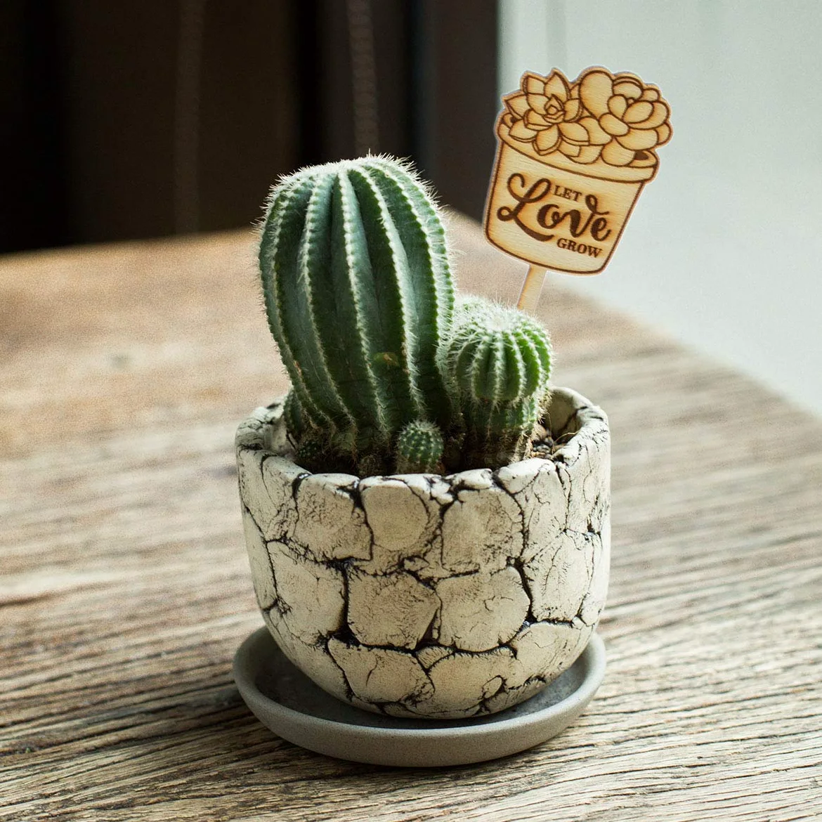 Lot de 50 marqueurs en bois pour plantes succulentes