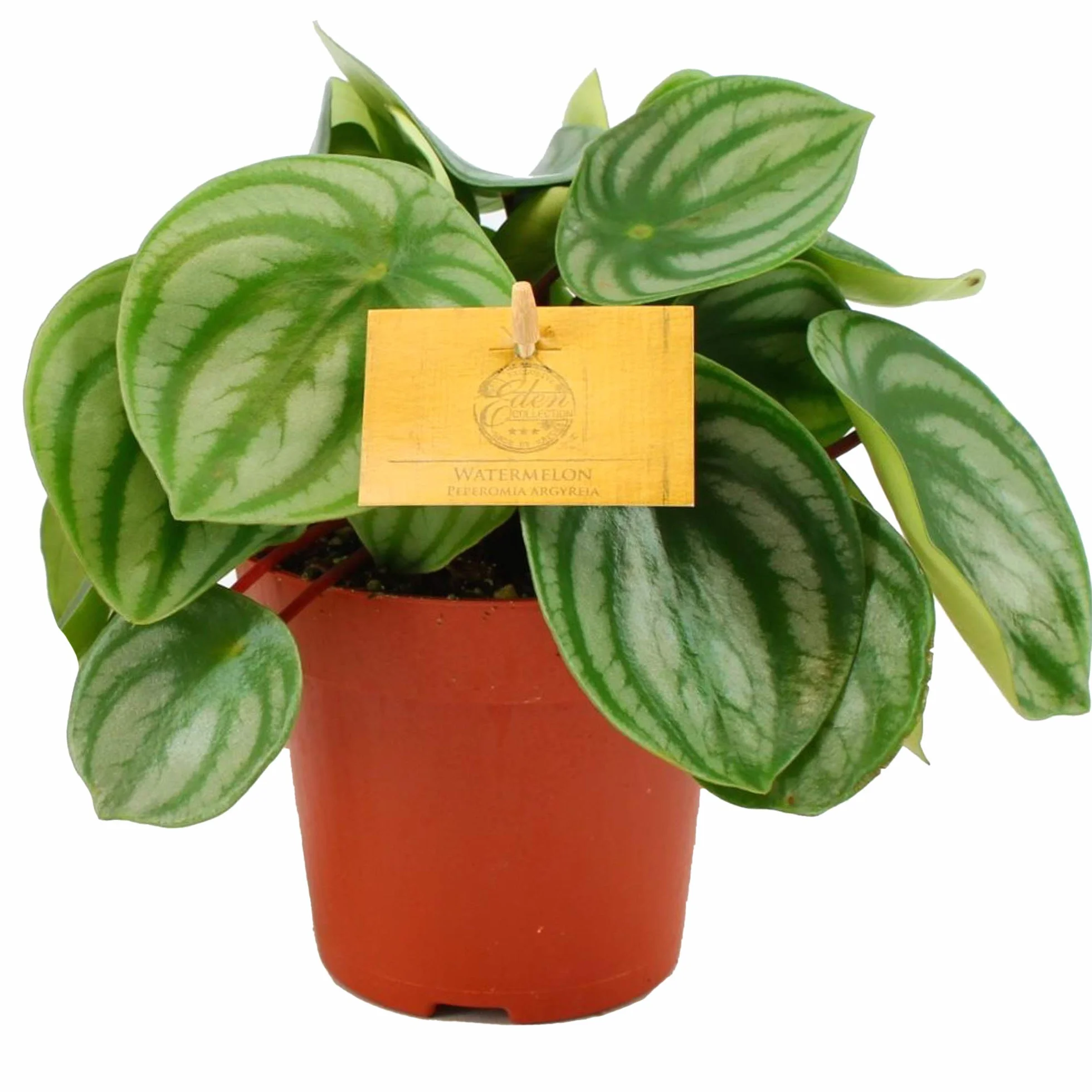Peperomia Argyreia Plante en pot 15-25cm Maison Bureau