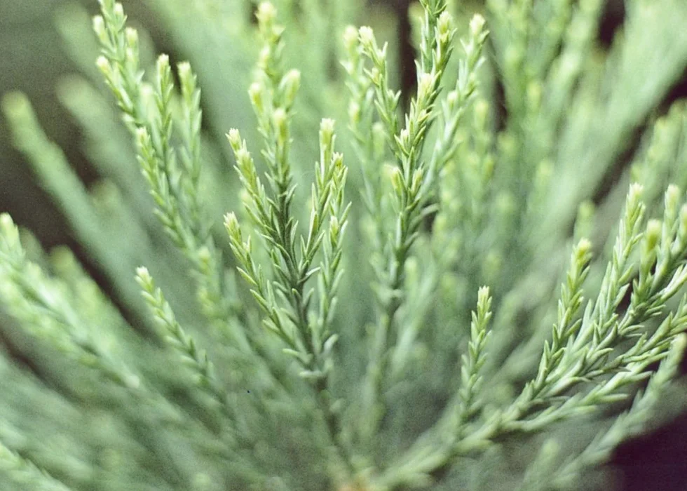 Sequoiadendron gigantea Séquoia géant 50 graines Avec substrat