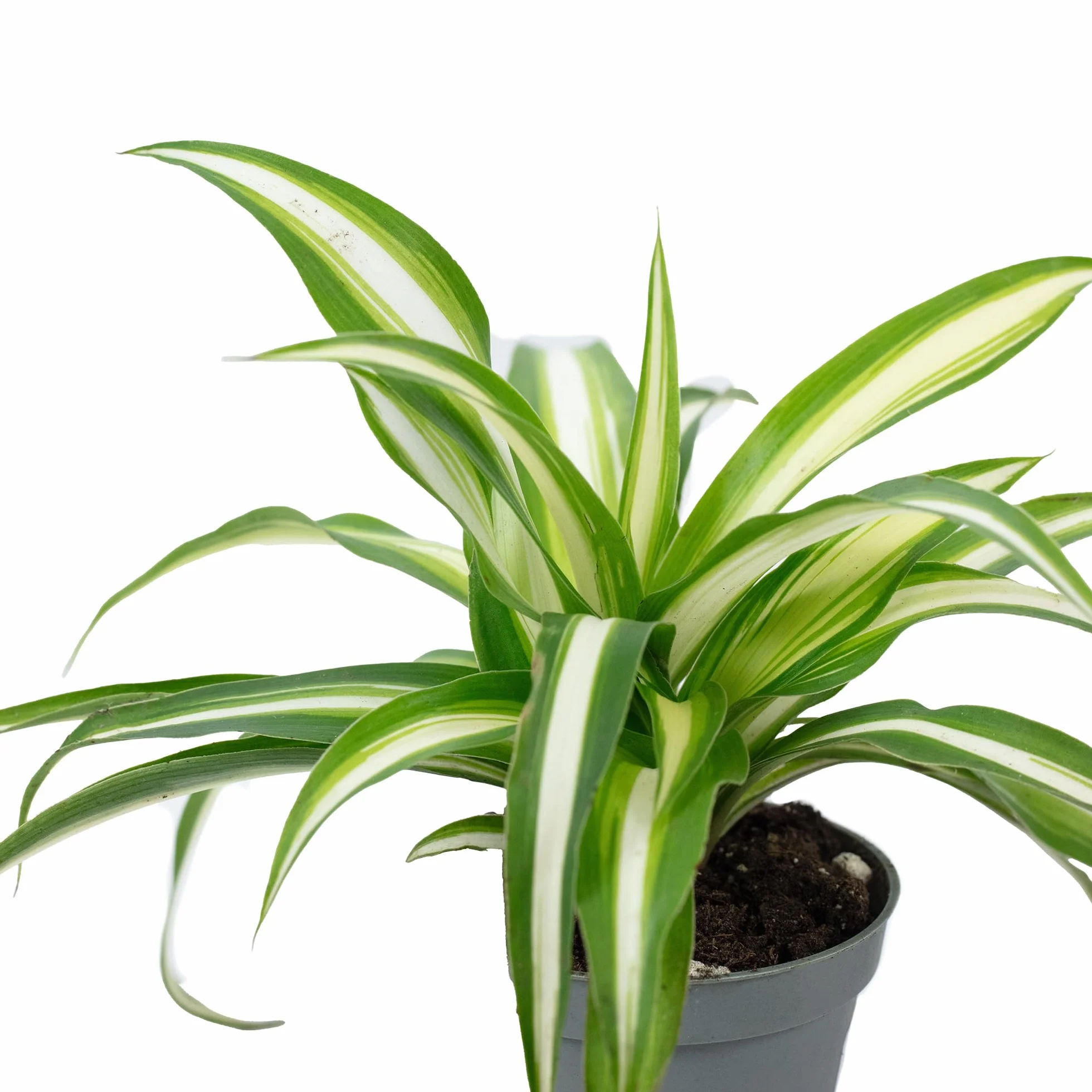 Chlorophytum Comosum Variegata Plante d'intérieur Hauteur 15 cm Pot 6 cm