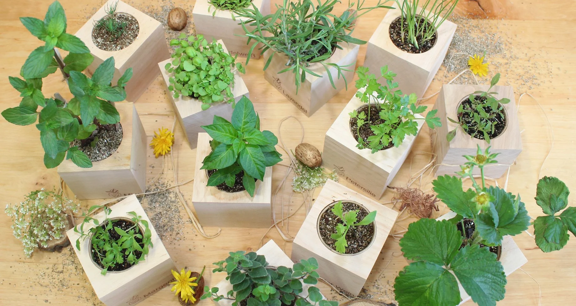 Feel Green Ecocube Trèfle À Quatre Feuilles Kit Prêt-à-Pousser 7.5cm