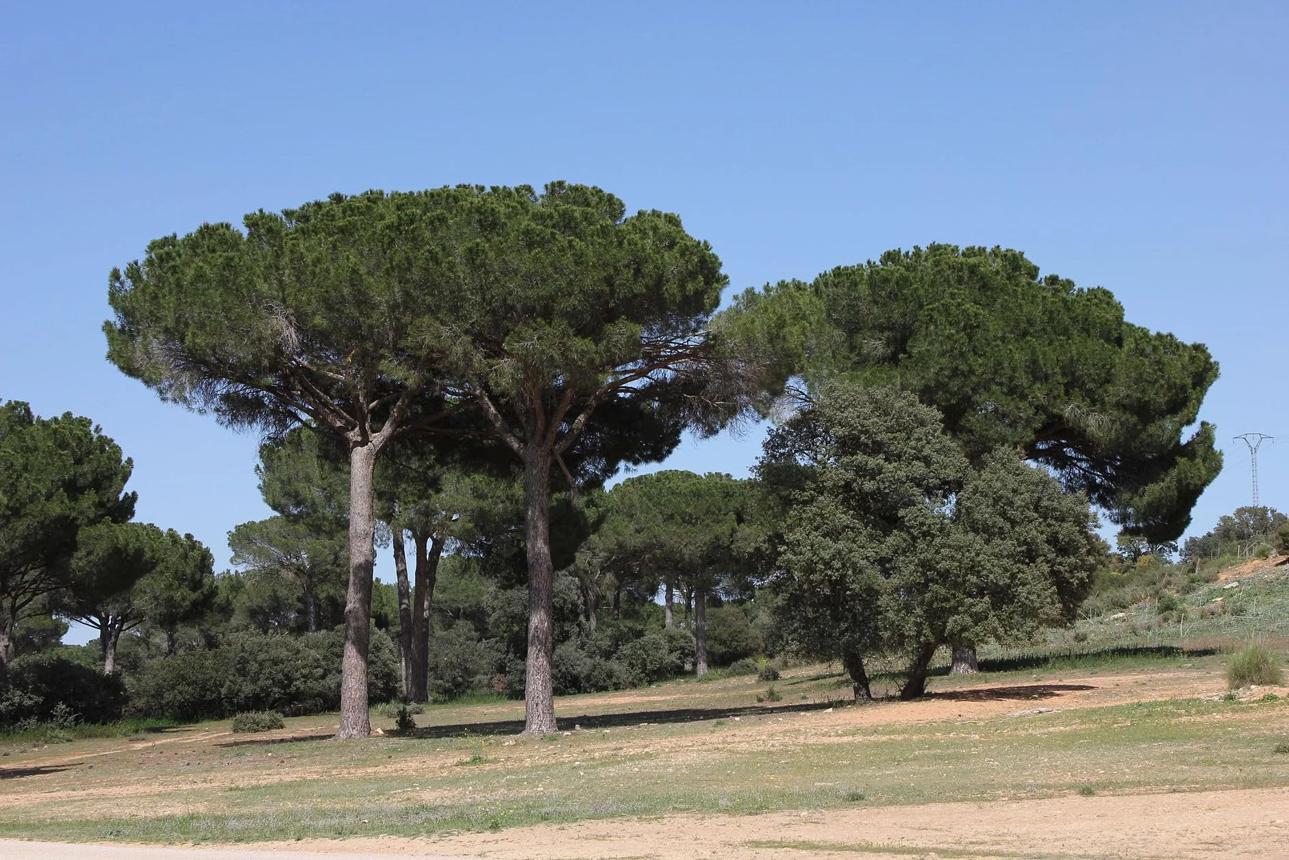 Graines de Pin Parasol (Pinus Pinea) - Conifère Méditerranéen - Pignons Comestibles