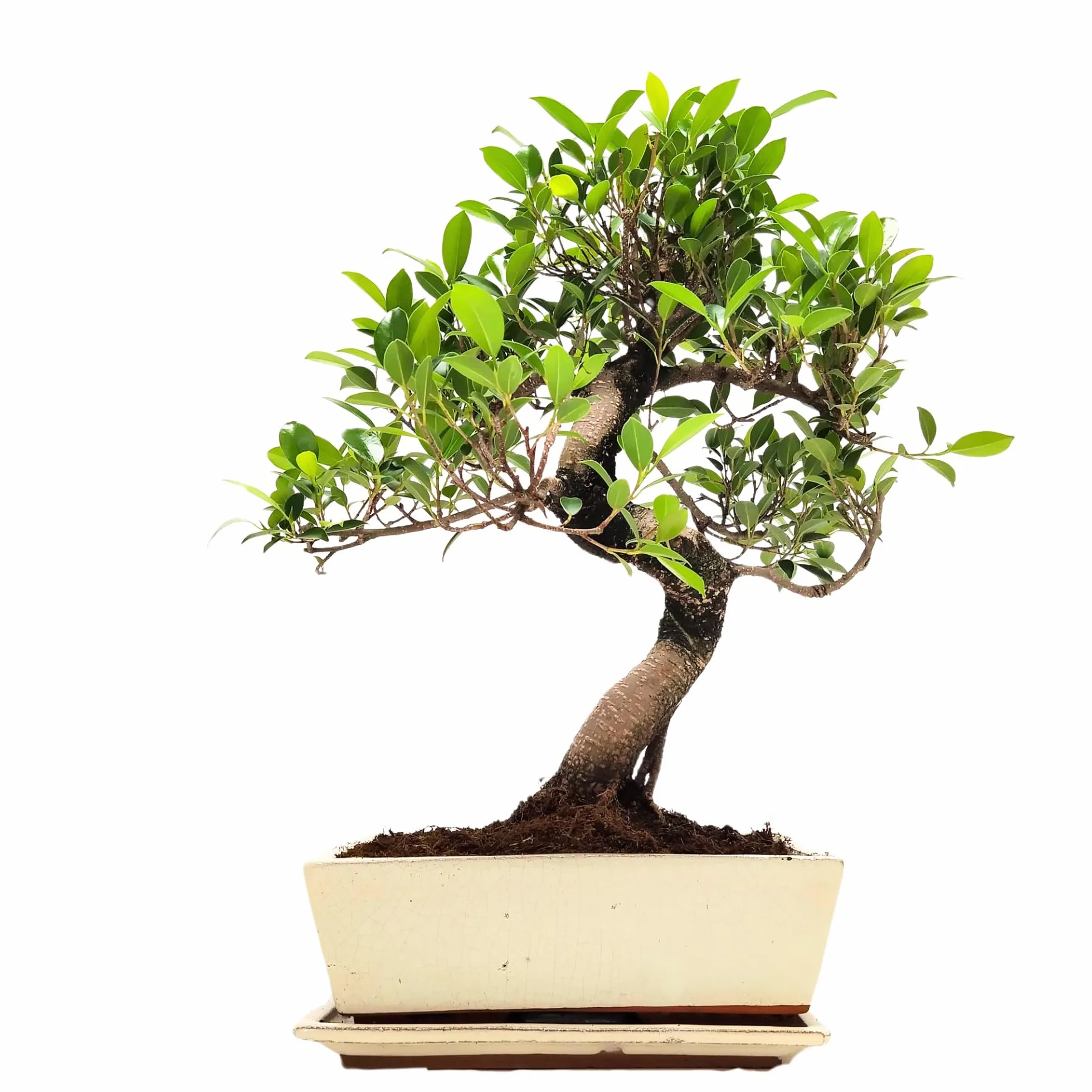 Bonsaï Ficus en pot céramique 45-50 cm plante intérieur cadeau