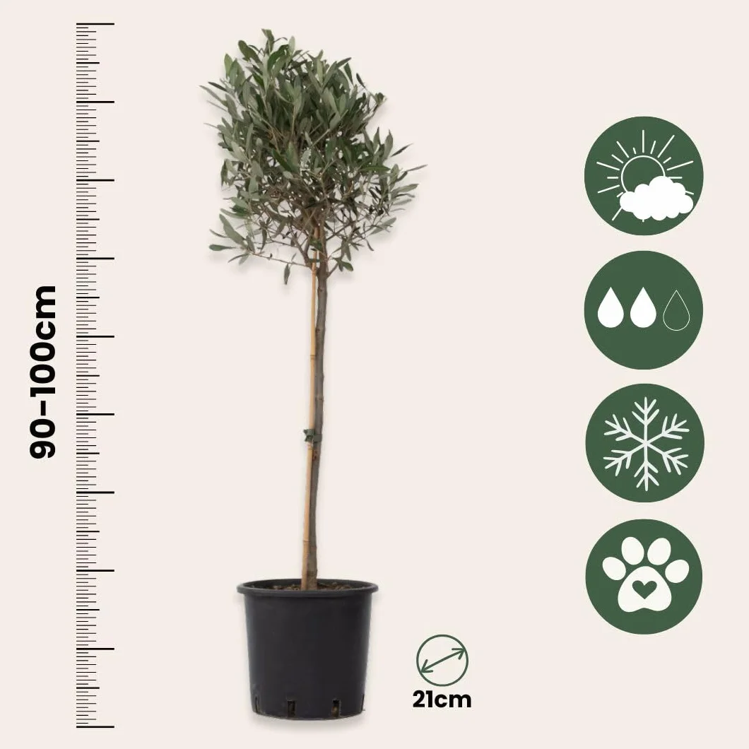 Olea Europaea Oliviers sur tige Set de 2 Pot 21cm Hauteur 90-100cm