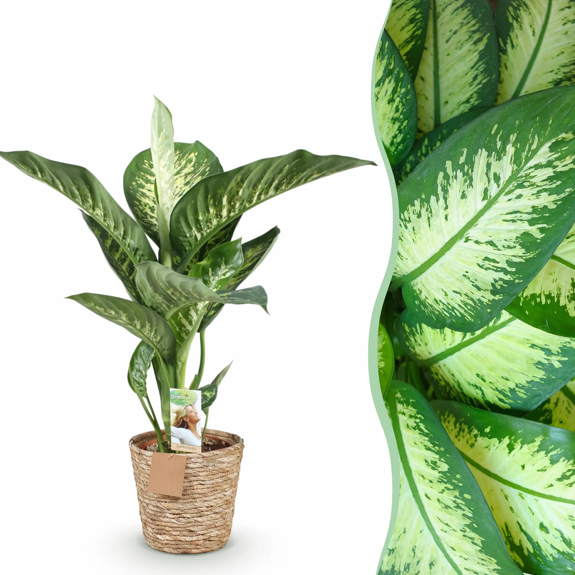 Dieffenbachia Tropic Snow Plante d'intérieur Panaché Pot 21cm Hauteur 90-100cm