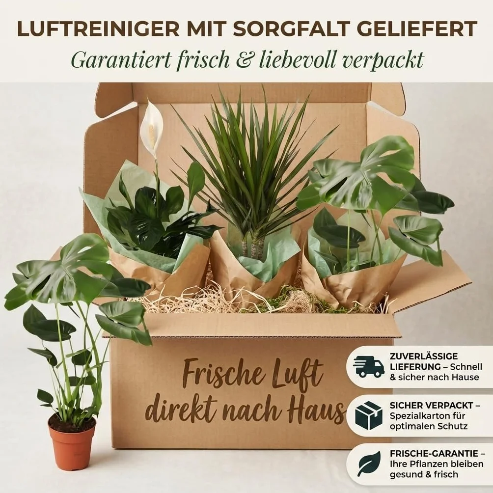 Lot de 3 purificateurs d'air Monstera, Spathiphyllum, Dracaena Ø 40-70 cm