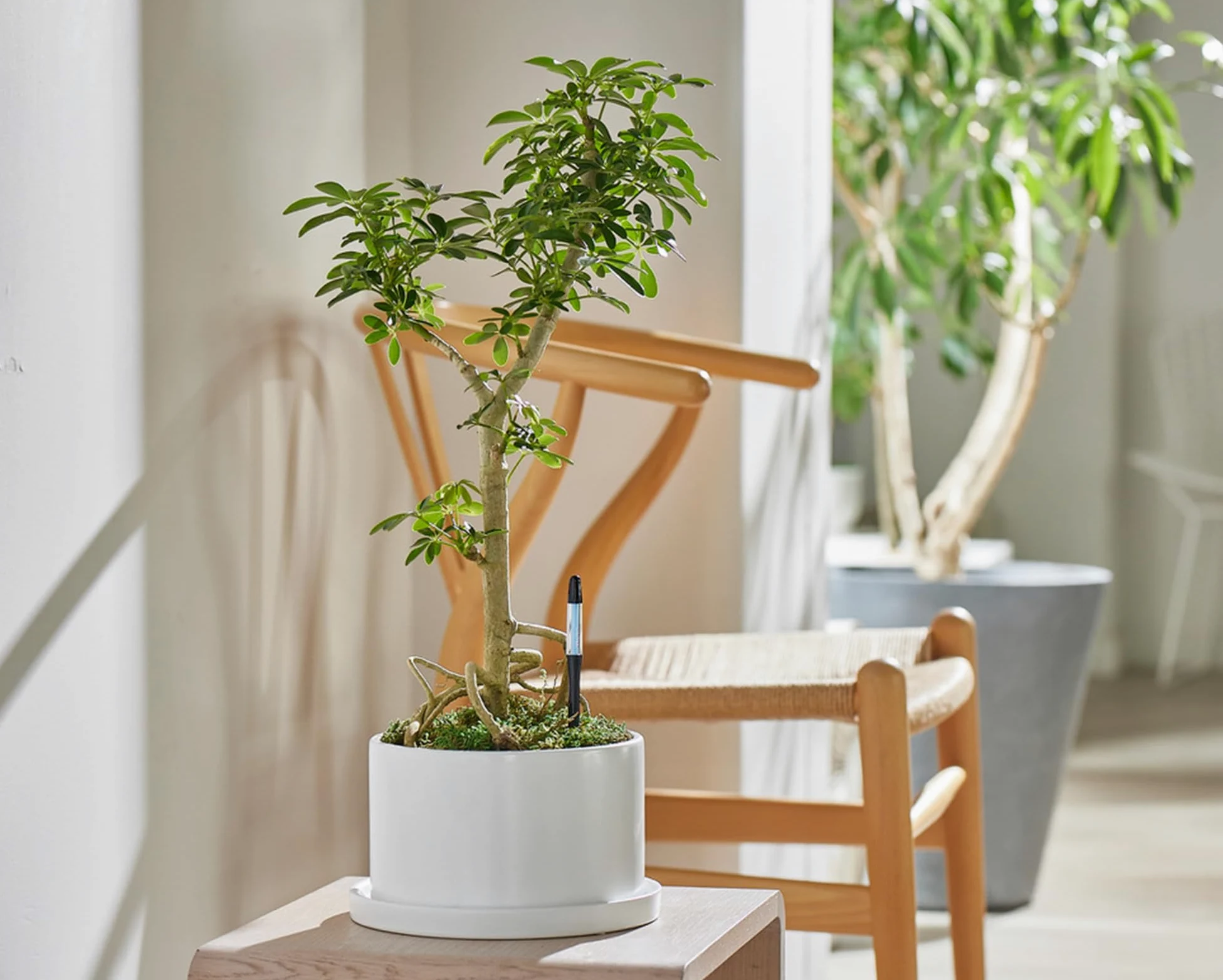 IPPINKA Sustee Aquameter – Grand – Noir – Lot de 4 – Humidimètre de sol sans rinçage pour plantes en pot – Capteur d'eau des plantes – Rechargeable