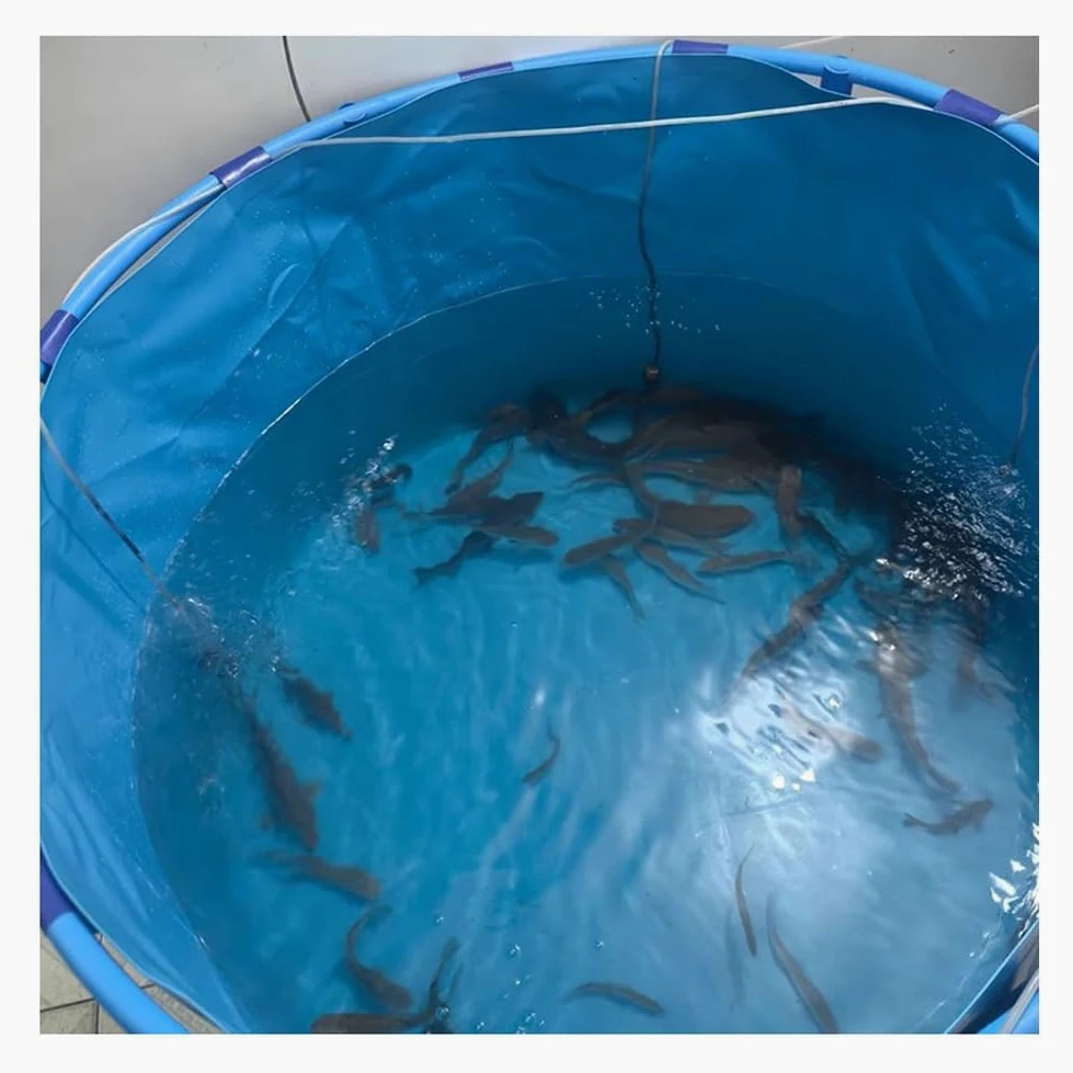 Rygcrud Grande Capacité Étang À Poissons Rond, Toile Flexible en PVC avec Cadre, Bassin De Rétention pour Abri De Sauvetage Aquatique, Facile À Installer(3.5x1 m)
