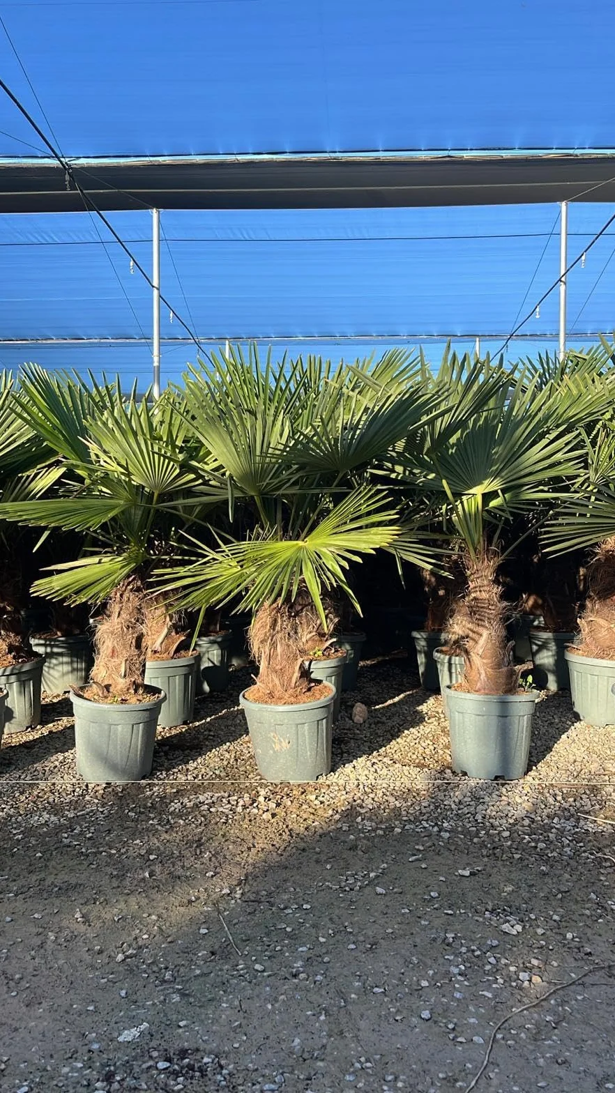 Trachycarpus Fortunei Palmier chinois éventail 140-160 cm pot Ø 33 cm résistant -18 °C
