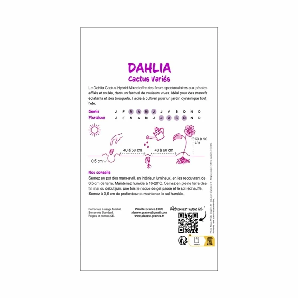 Graines de Dahlia Cactus Double Mixte, Grandes Fleurs aux Couleurs Variées