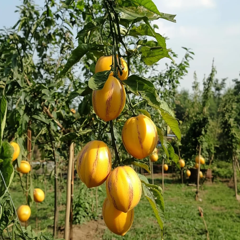 Solanum Muricatum 'Pepino gold' - Poire à melon - Set de 3 - Pot 9cm - Hauteur 25-40cm