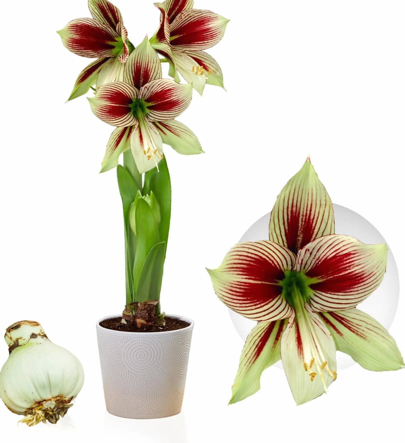 Amaryllis Bulbe Papilio 1 pièce - Bulbes à fleurs grand format 20/22 - Hippeastrum