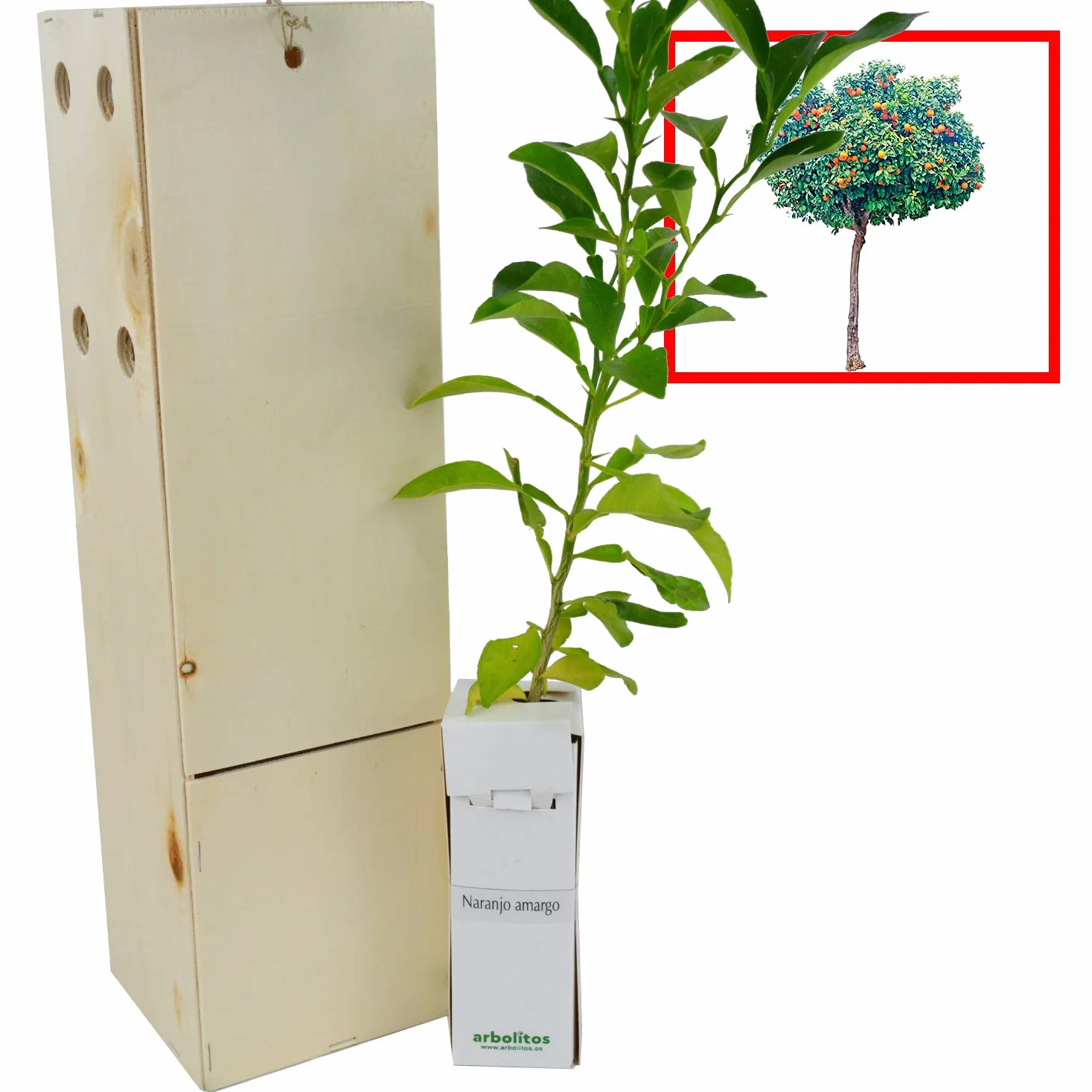 Oranger Amer Bigaradier – Arbre Fruitier Croissance Rapide Agrumes Parfumés – Jeune Pousse 30 cm Caisse en Bois – 1 Unité