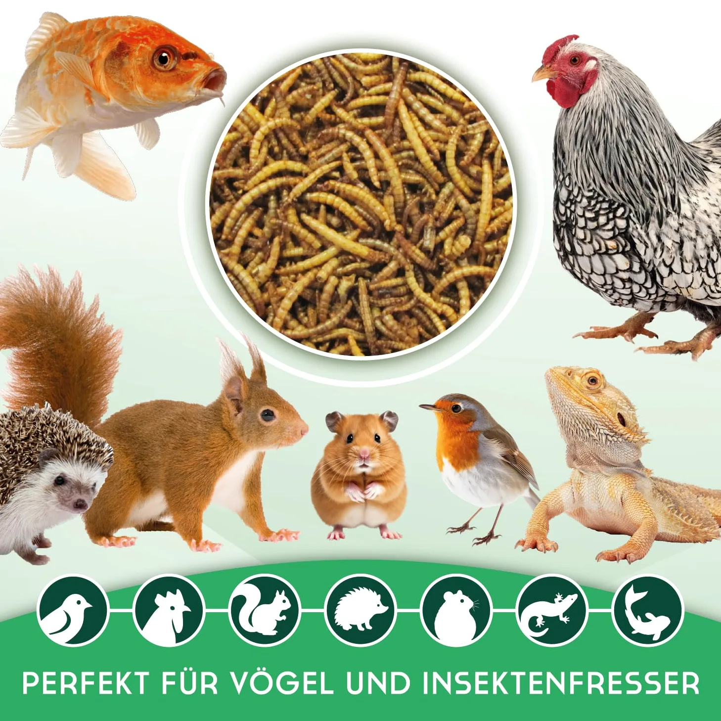 Couverture pour carpes koï - Vers de farine séchés - 1 kg - Nourriture naturelle pour insectes - Riche en protéines et nutriments - Nourriture pour oiseaux, poissons, rongeurs et reptiles - Poules et