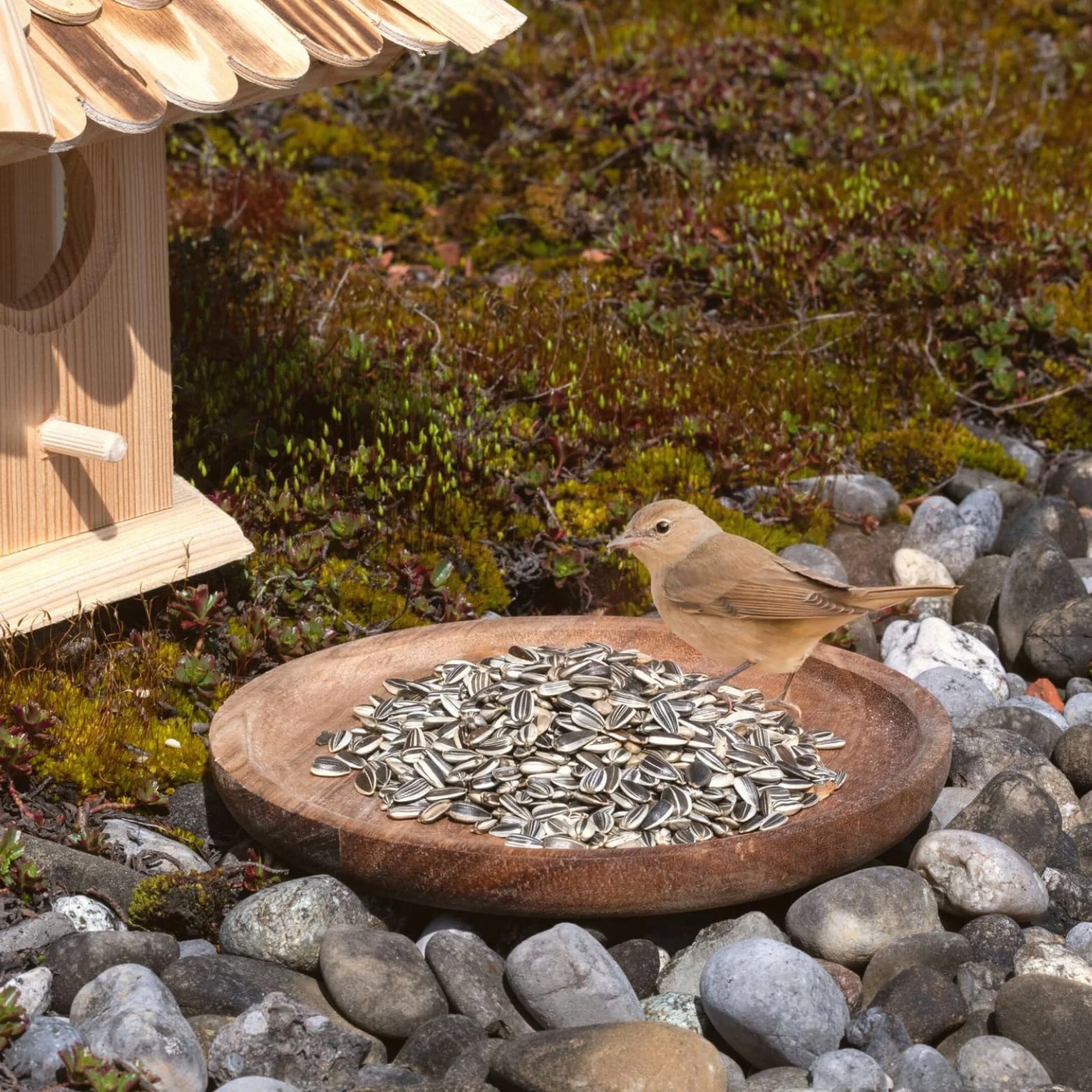 Graines de Tournesol Rayées 25 kg Lyra Pet Nourriture Oiseaux Sauvages Huile