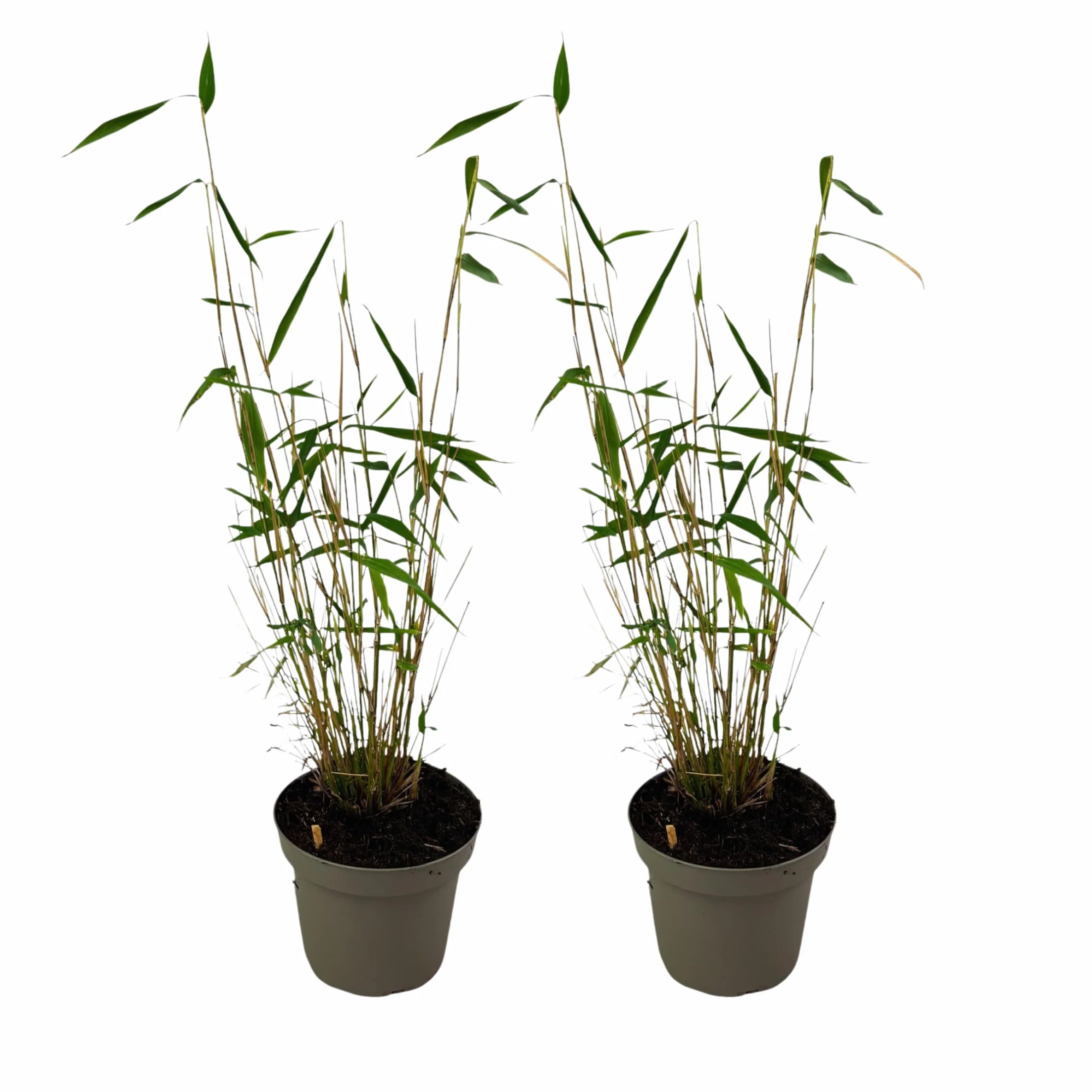 Fargesia papyrifera 'Blue Dragon' Bambou à papier Lot de 2 Pot 13cm Hauteur 30-40cm