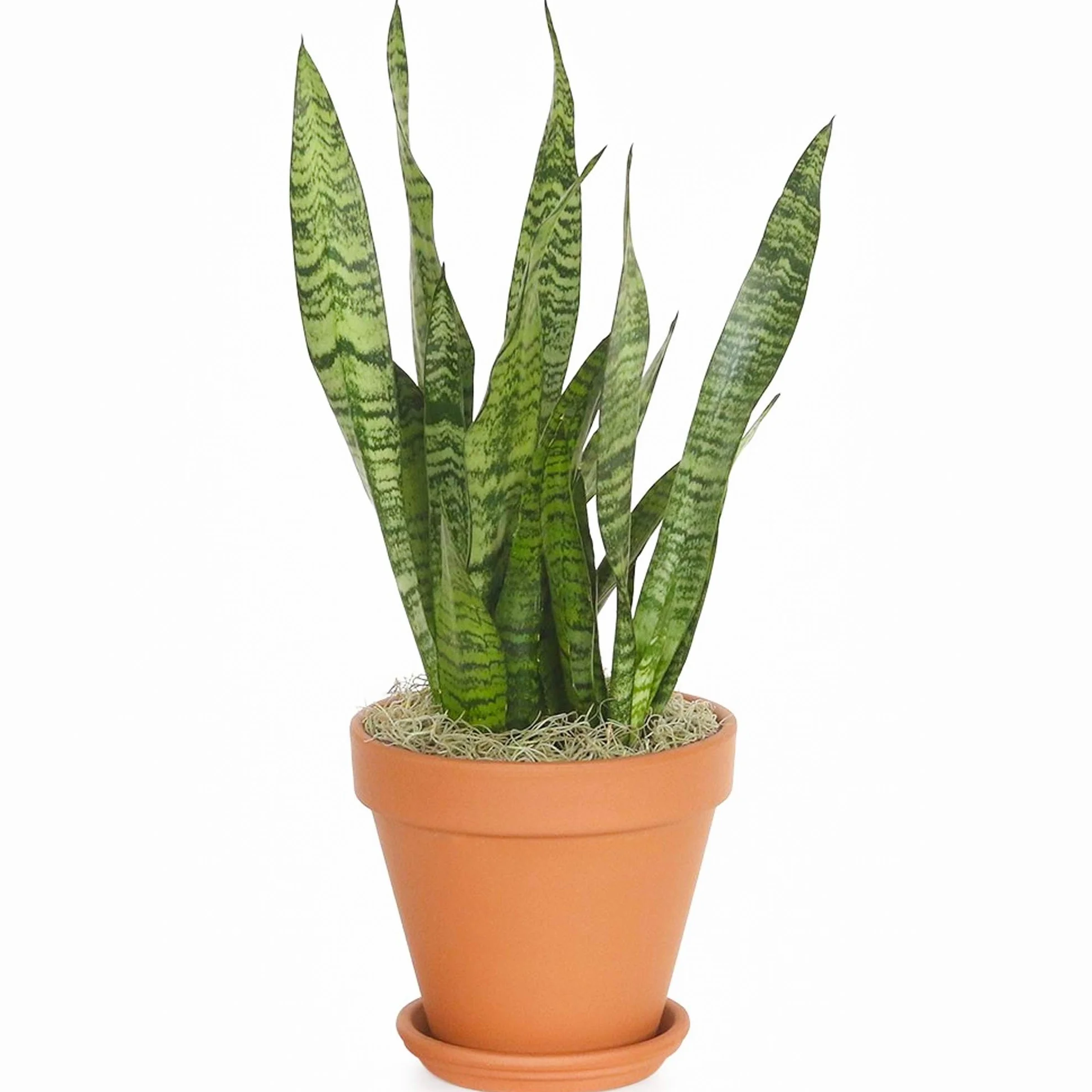 Sansevieria Black Coral 30-40 cm en pot Langue de Belle-mère
