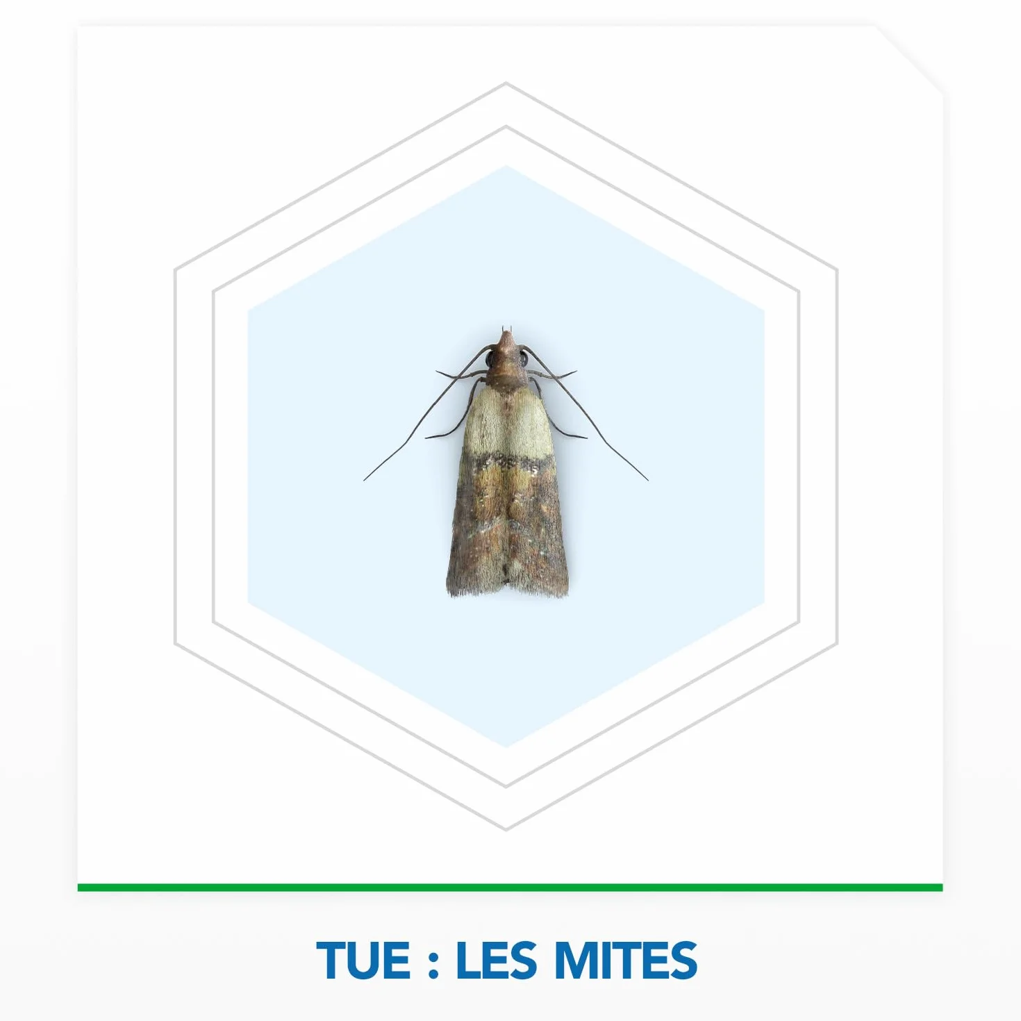 Raid Max Gels Anti-Mites Parfum Bois De Cèdre Protège Vêtements 3 Mois Woolmark 2 Gels