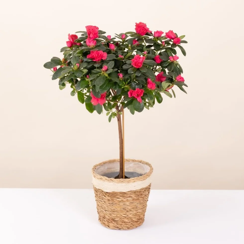 Azalée Tige Rose avec Cache Pot 45/50 cm Fleurs Fraiches Plante Florissante Cadeau Mamie