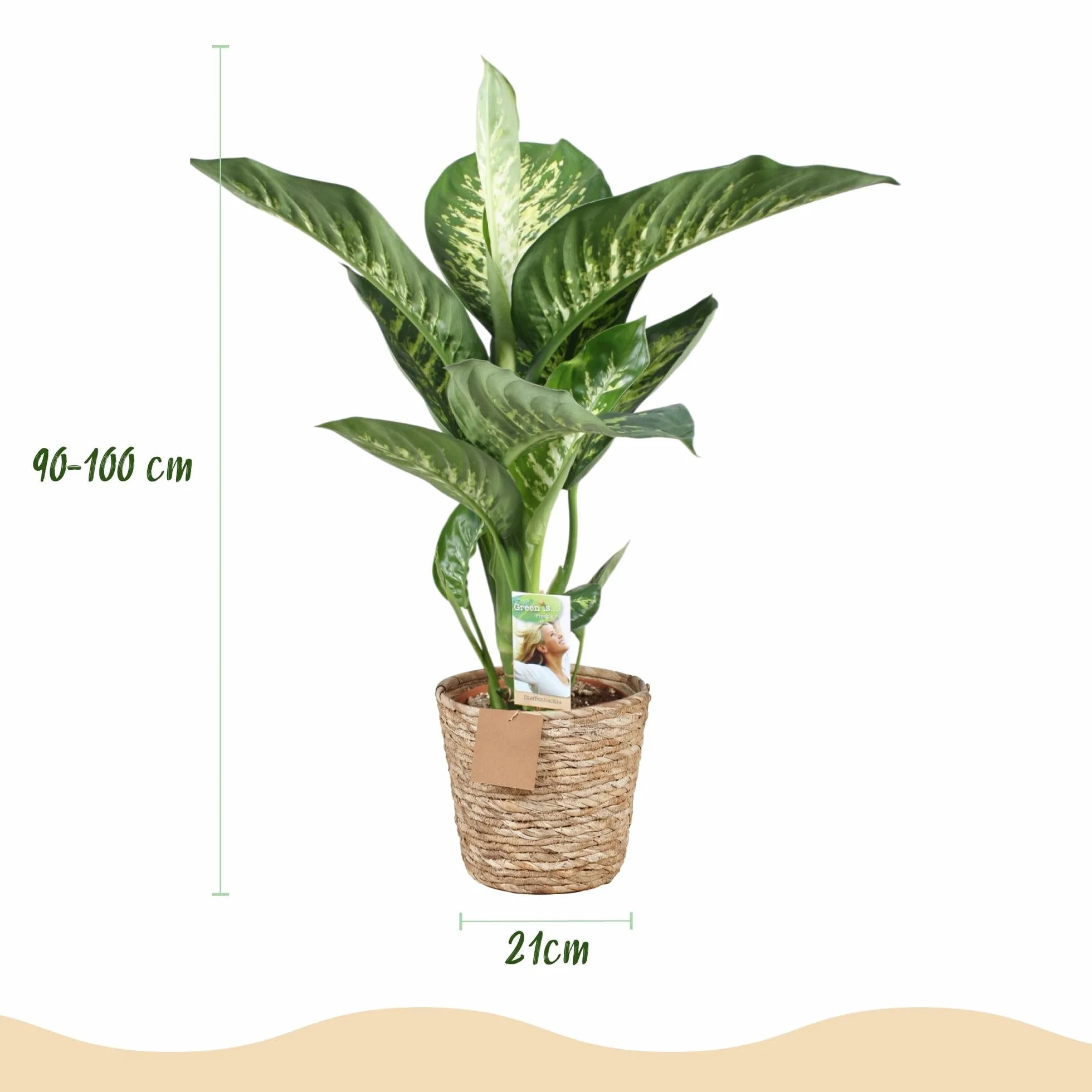 Dieffenbachia Tropic Snow Plante d'intérieur Panaché Pot 21cm Hauteur 90-100cm