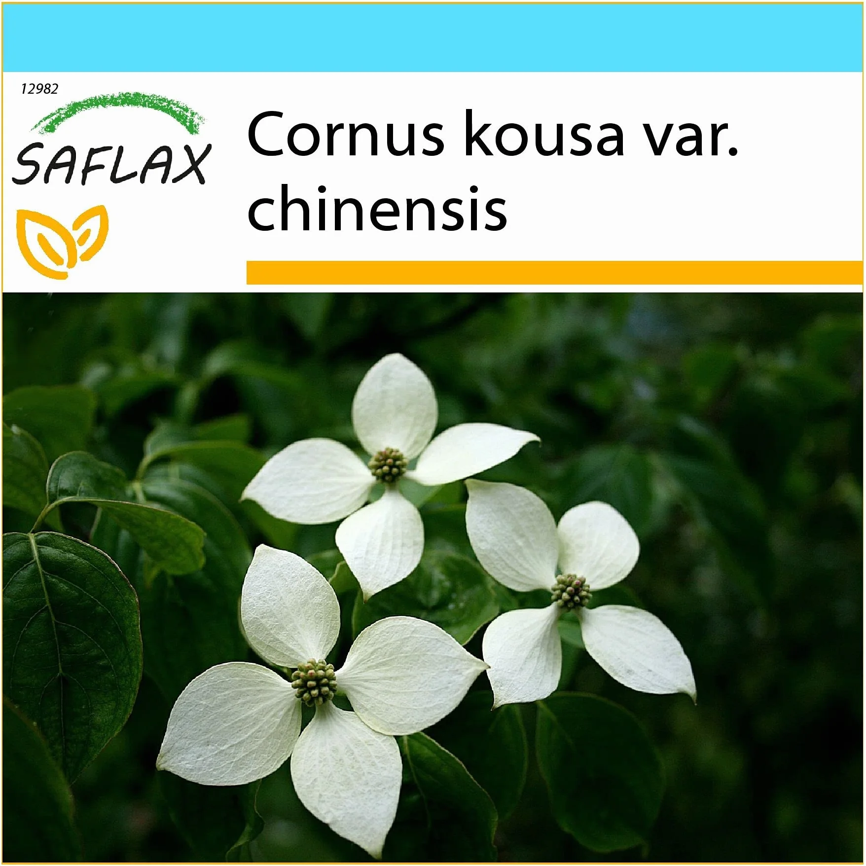 SAFLAX Kit cadeau Cornouiller du Japon 30 graines Cornus kousa var. chinensis