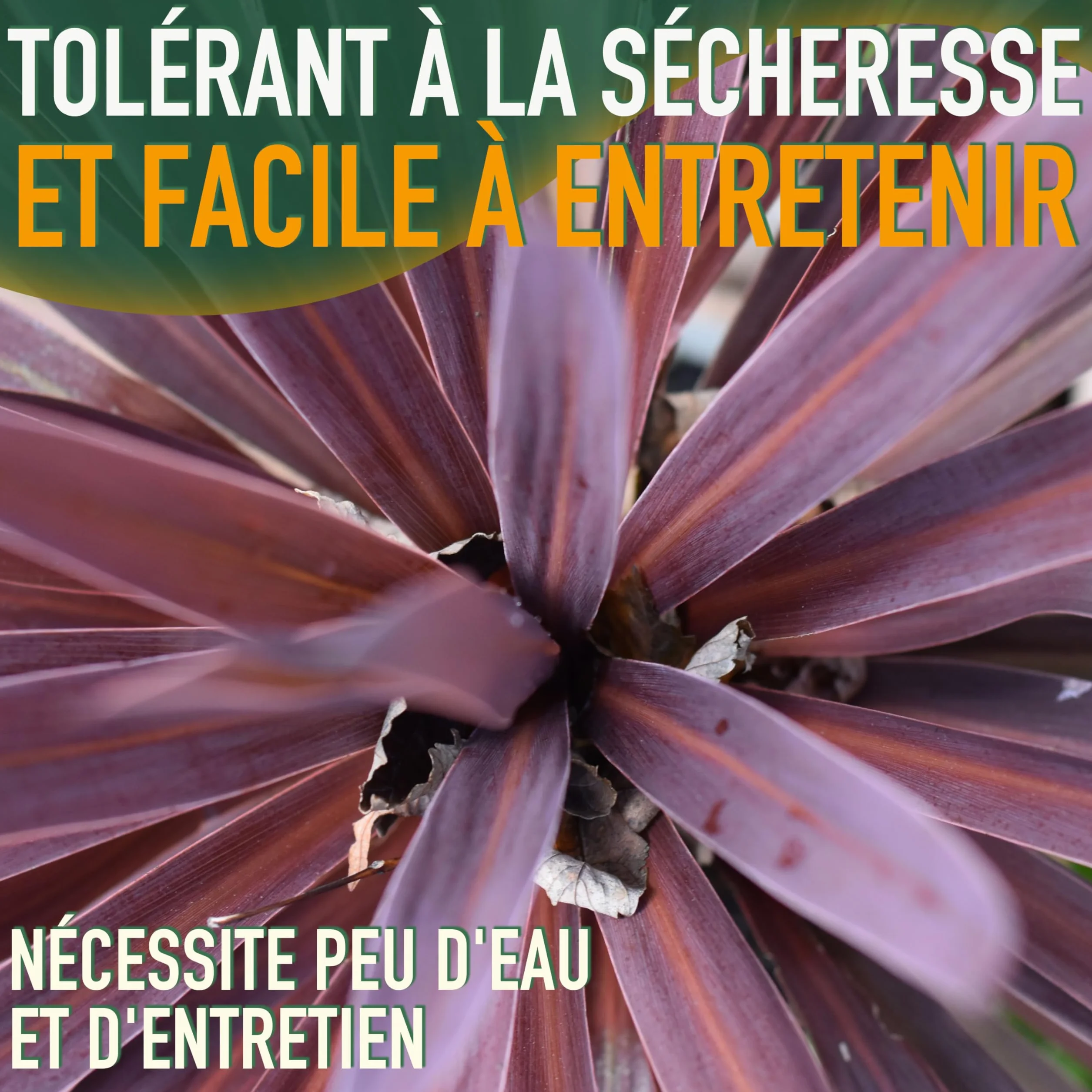 Cordyline australis Red Star Lys géant 100 cm pot 10 l plante de jardin rustique intérieur extérieur