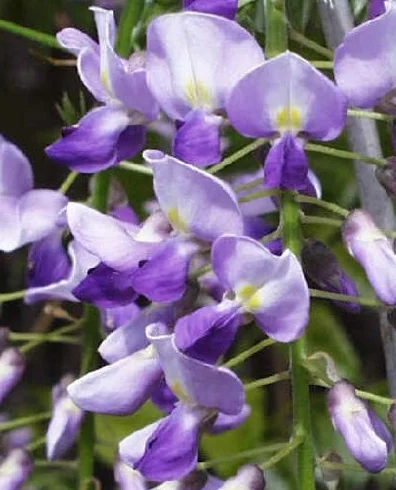 Glycine Sinensis (Bleu) Chinois 2 Grandes Semences - Lot de 2