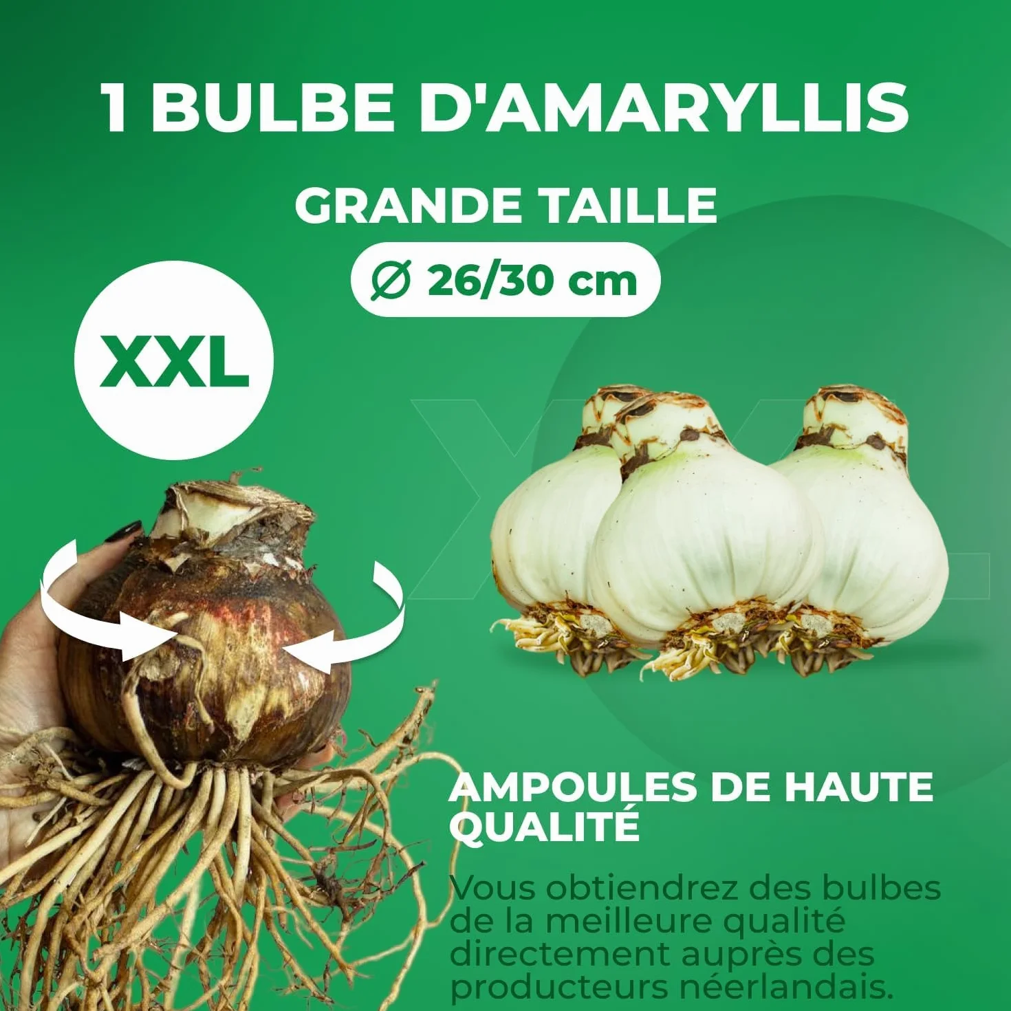 Amaryllis Bulbe Red Passion - Hippeastrum - 1 pièce - Bulbes à fleurs grand format 26/30 - Naturelle plantes de Hollande