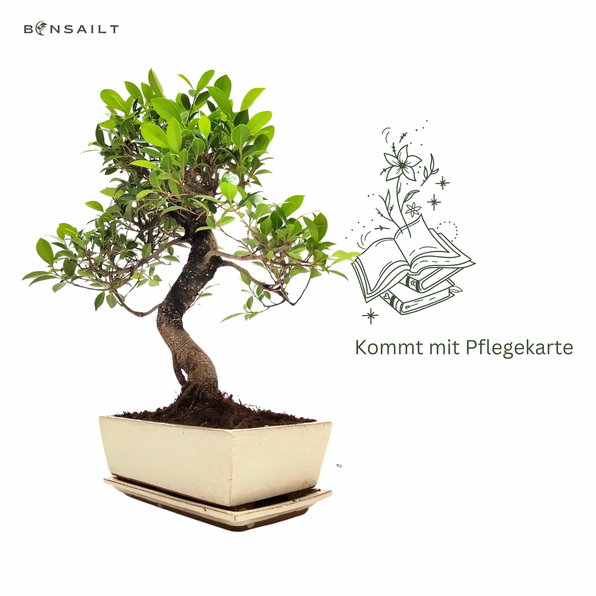 Bonsaï Ficus en pot céramique 45-50 cm plante intérieur cadeau