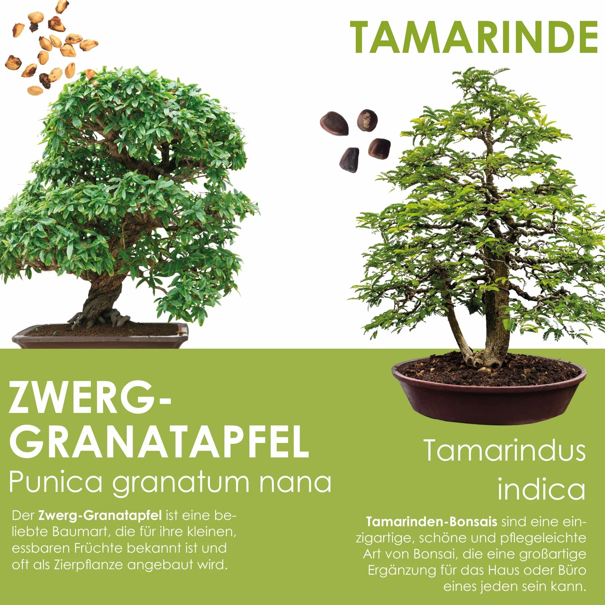 Bonsai Starter Kit - Bonzai set avec pots de noix de coco, graines et terre - Grenadier Nain + Tamarin
