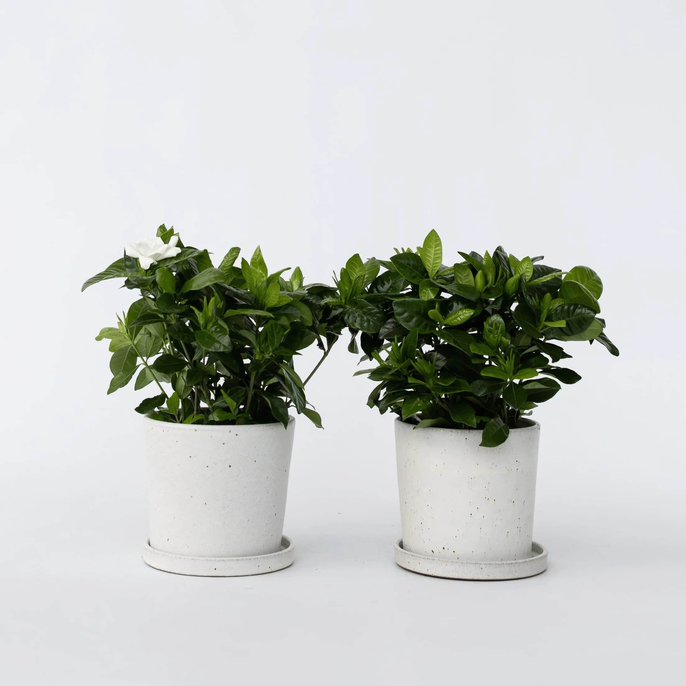 Gardenia Jasminoides Set de 2 Plantes d'intérieur Pot 13cm Hauteur 20-30cm
