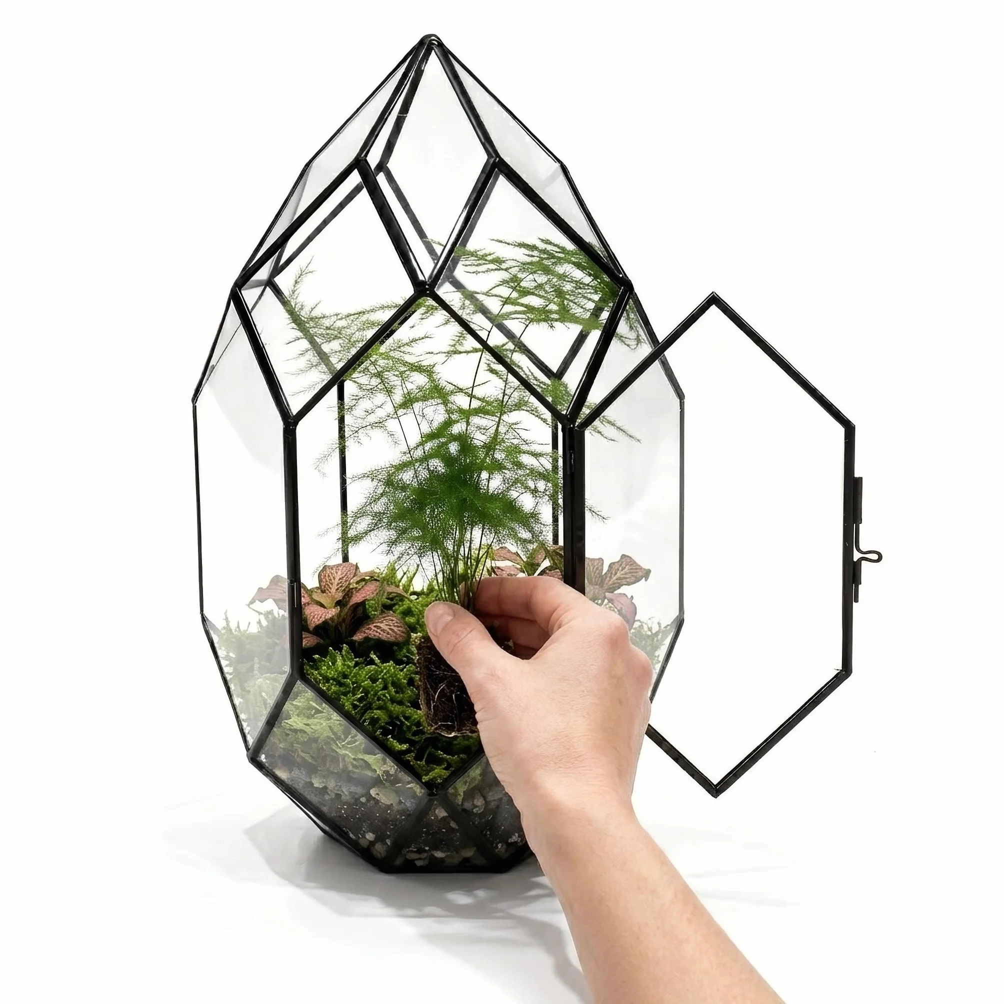 Plantes Terrarium Personnalisable Pack 5 – Ficus Ginseng Fittonia Hypoestes Coffea Mousse – Mini Plantes d'intérieur