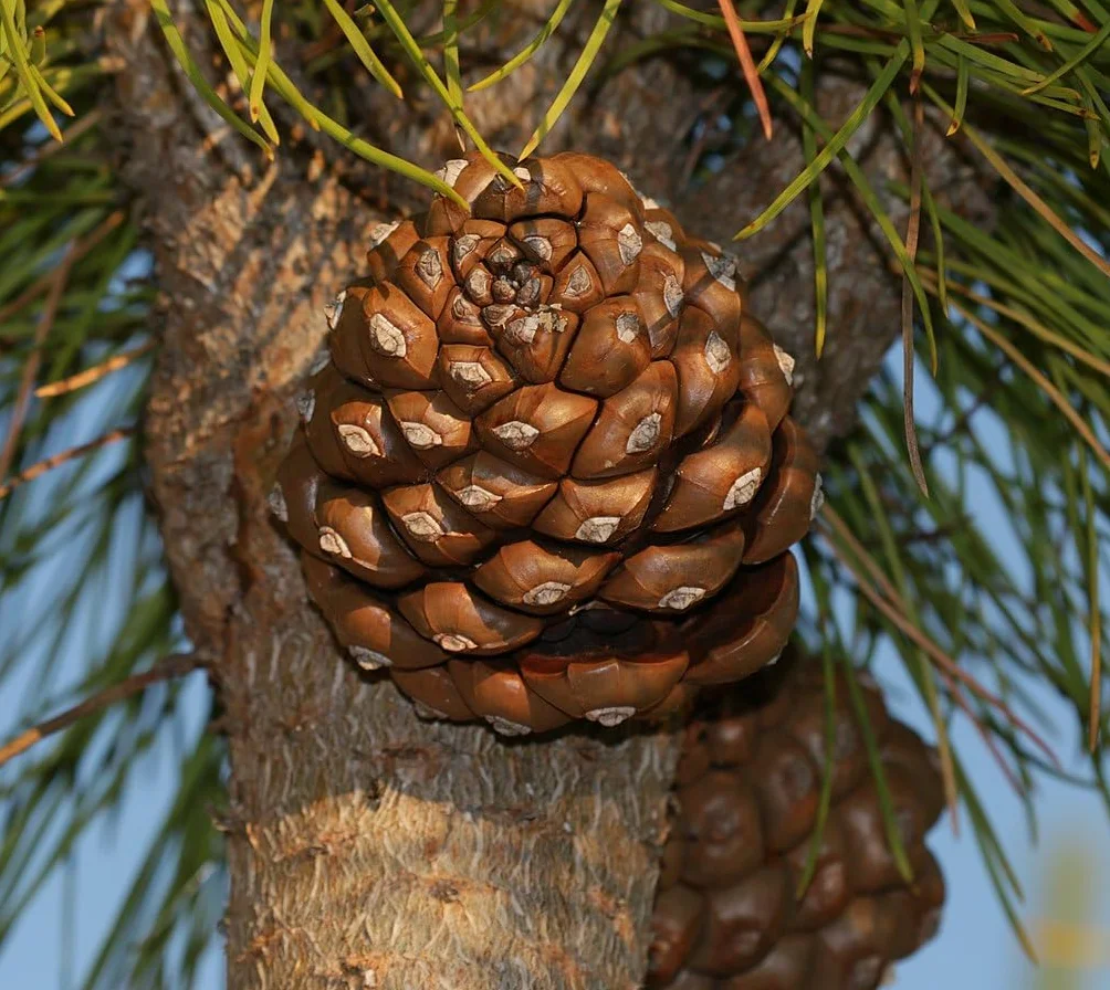 Graines de Pin Parasol (Pinus Pinea) - Conifère Méditerranéen - Pignons Comestibles