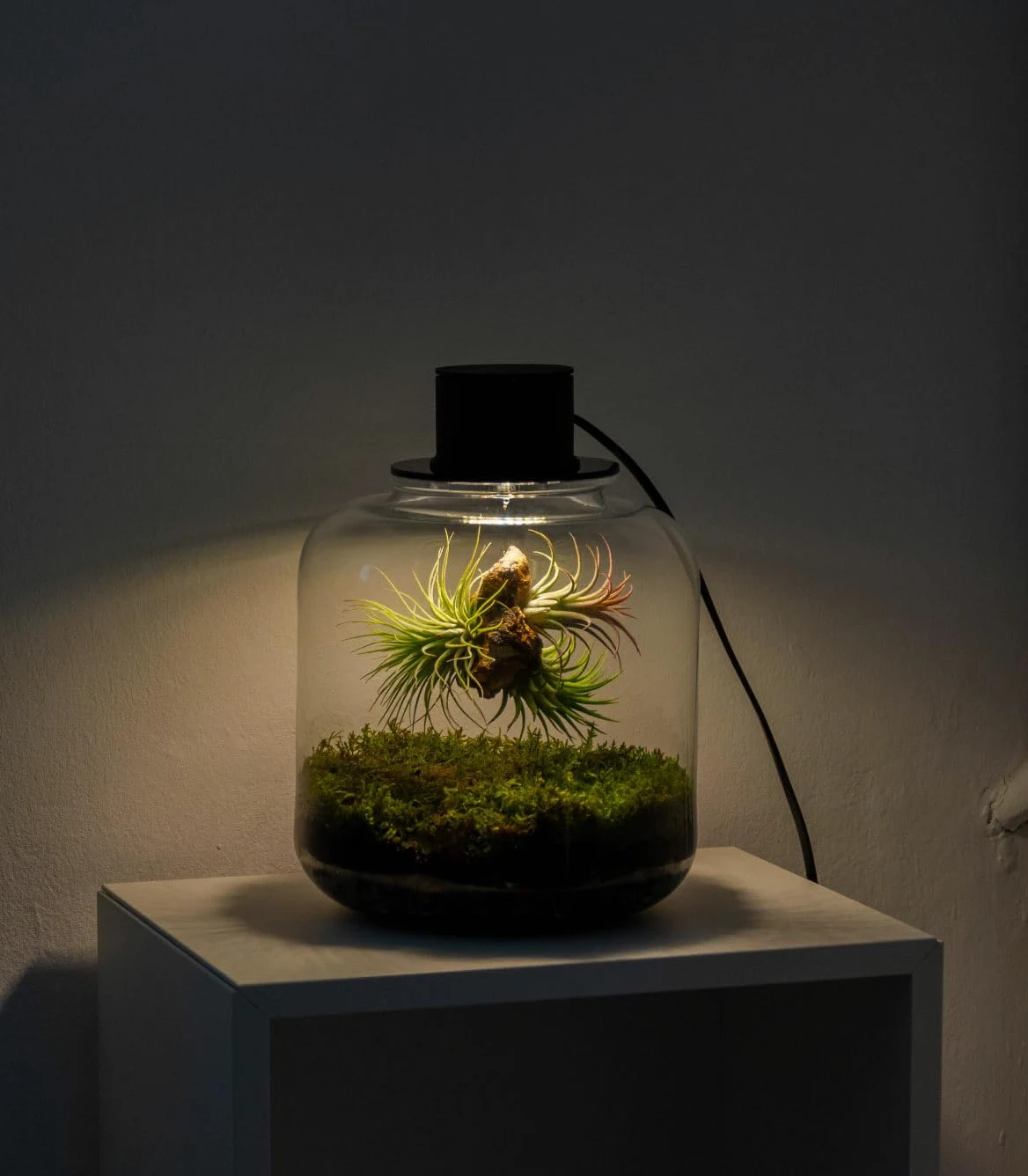 Jardin en bouteille Terrarium Plantes Verre Transparent Couvercle avec Spot LED Kit Jardin en Bouteille Tout Inclus Plantes d'Air Naturelles en Raiz d'Olivier