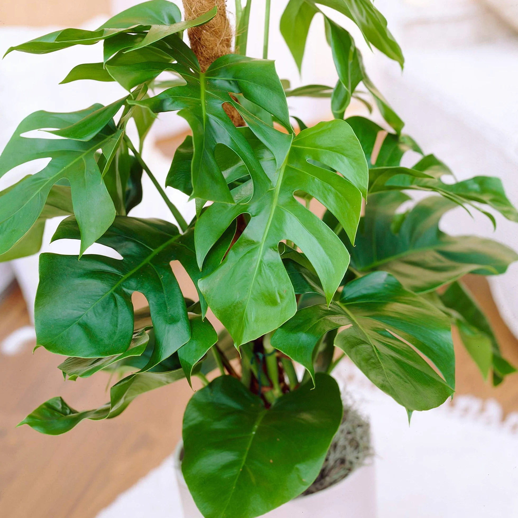 Monstera Deliciosa plante d'intérieur arbuste persistant en pot