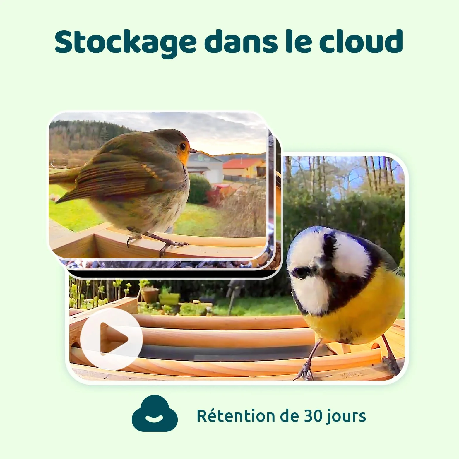 Netvue Birdfy Mangeoire Oiseaux Bambou Caméra Solaire Vision Nocturne Capture Auto Images Vidéos Notification