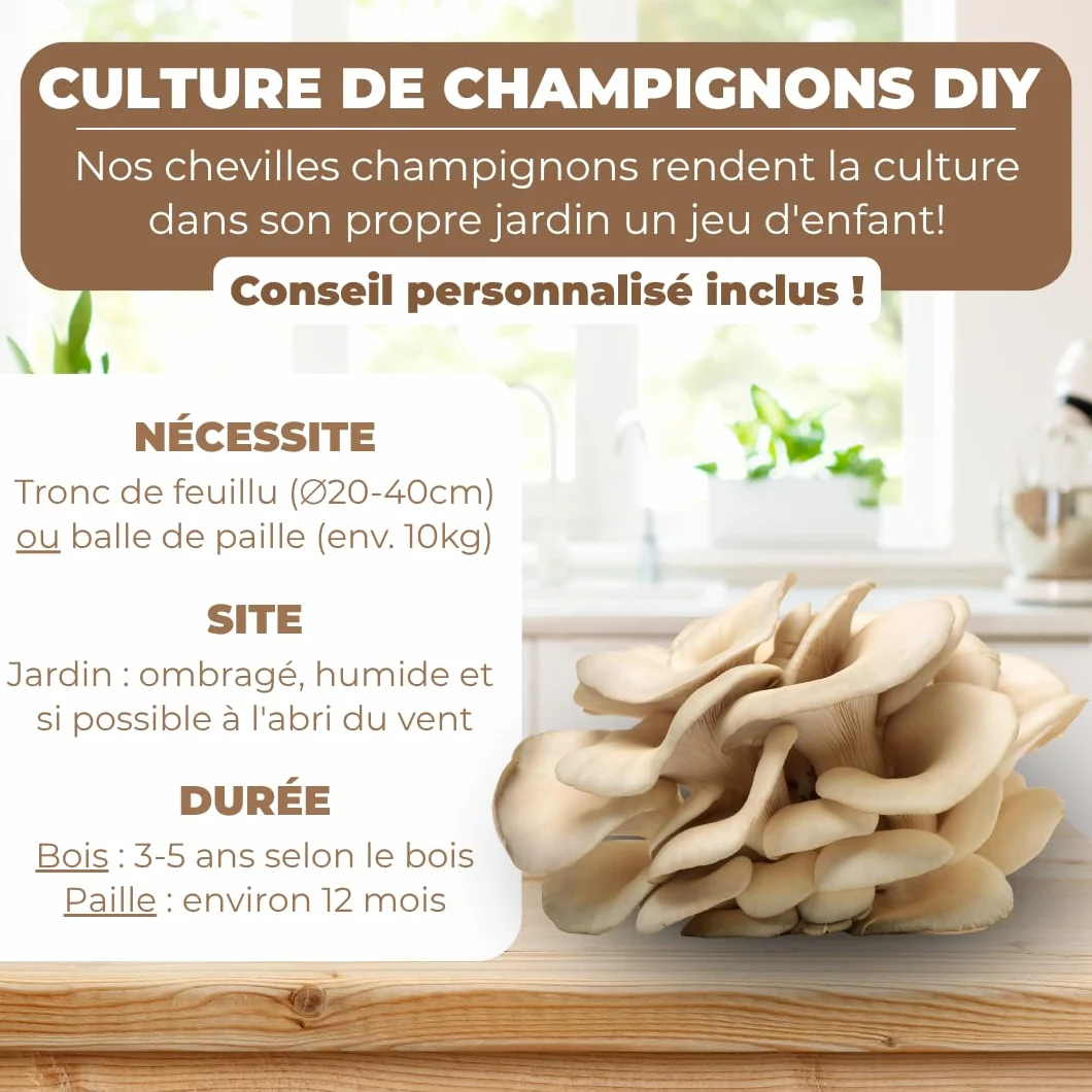 Hawlik Pilzbrut - Cheville Pleurotes en huître pour cultiver soi-même - 20 cheville avec mycélium de champignon