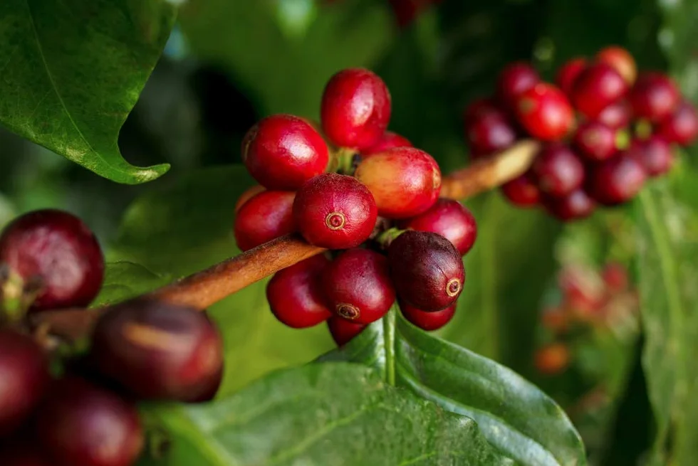 Bloomique Coffea Arabica Caféier Plante d’intérieur Hauteur 20-30 cm Pot 12 cm Lot de 2