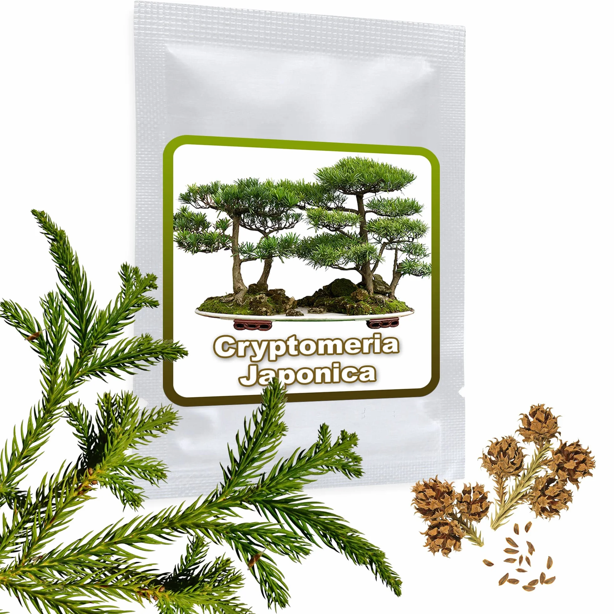 Graines de Cèdre du Japon Cryptomeria japonica Rustique - Semences de Bonsaï 25 Graines