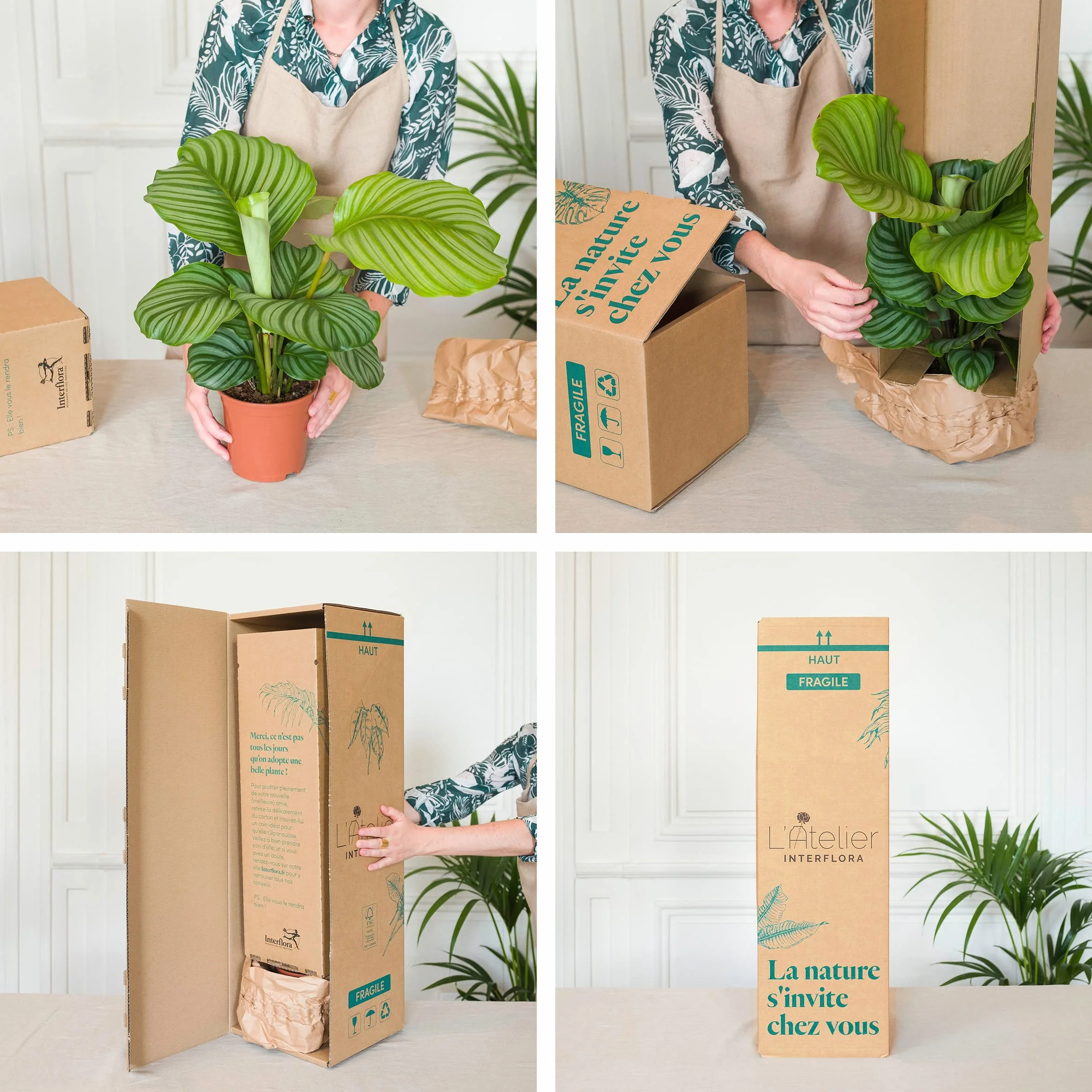 Bonsai Carmona Plante d'intérieur Fabrication Française Artisanale Cadeau