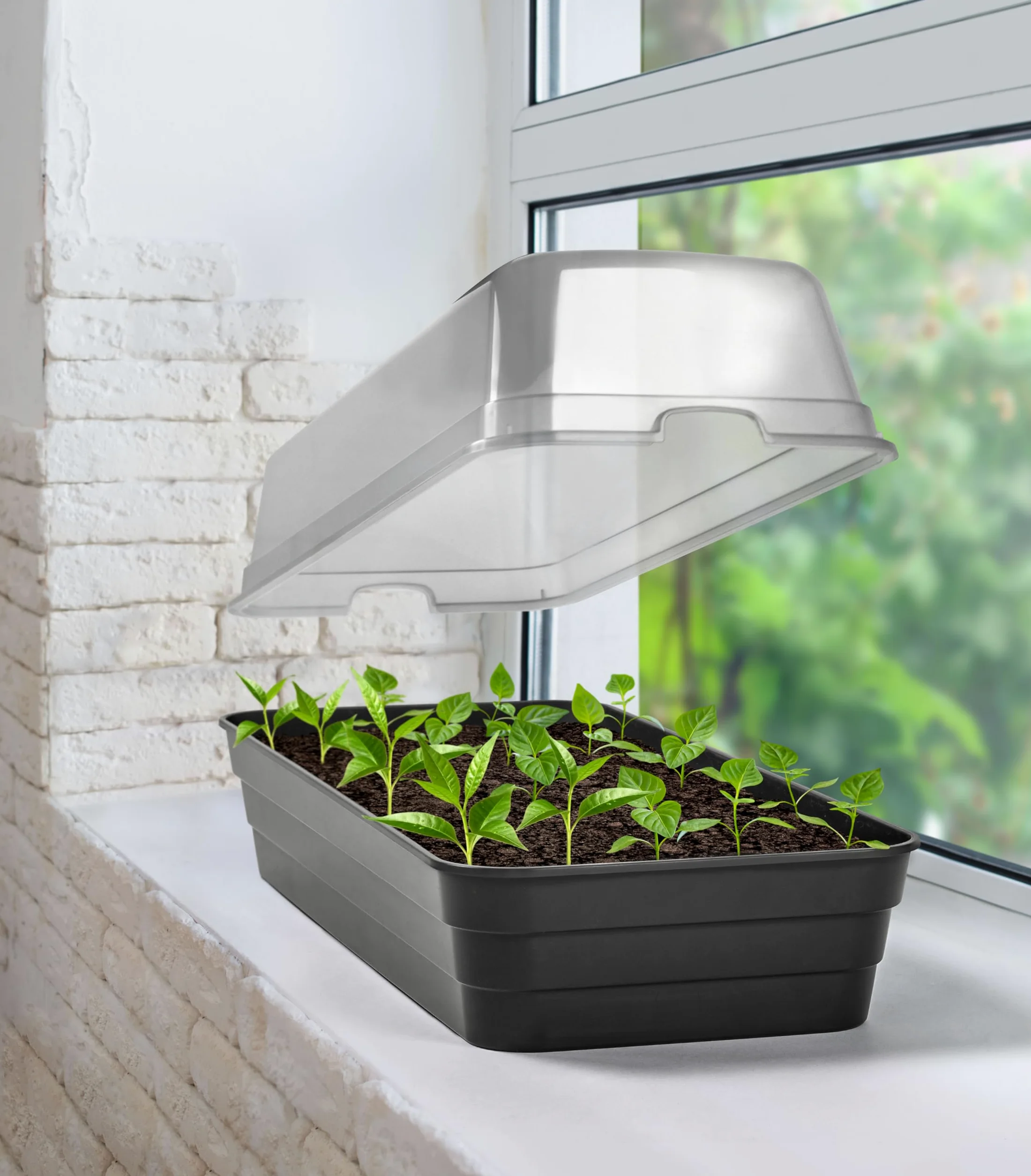 Dynamic24 Serre d'Élevage Mini Avec Couvercle - Serre d'Intérieur Pour Petite Culture (10 x 51 cm)
