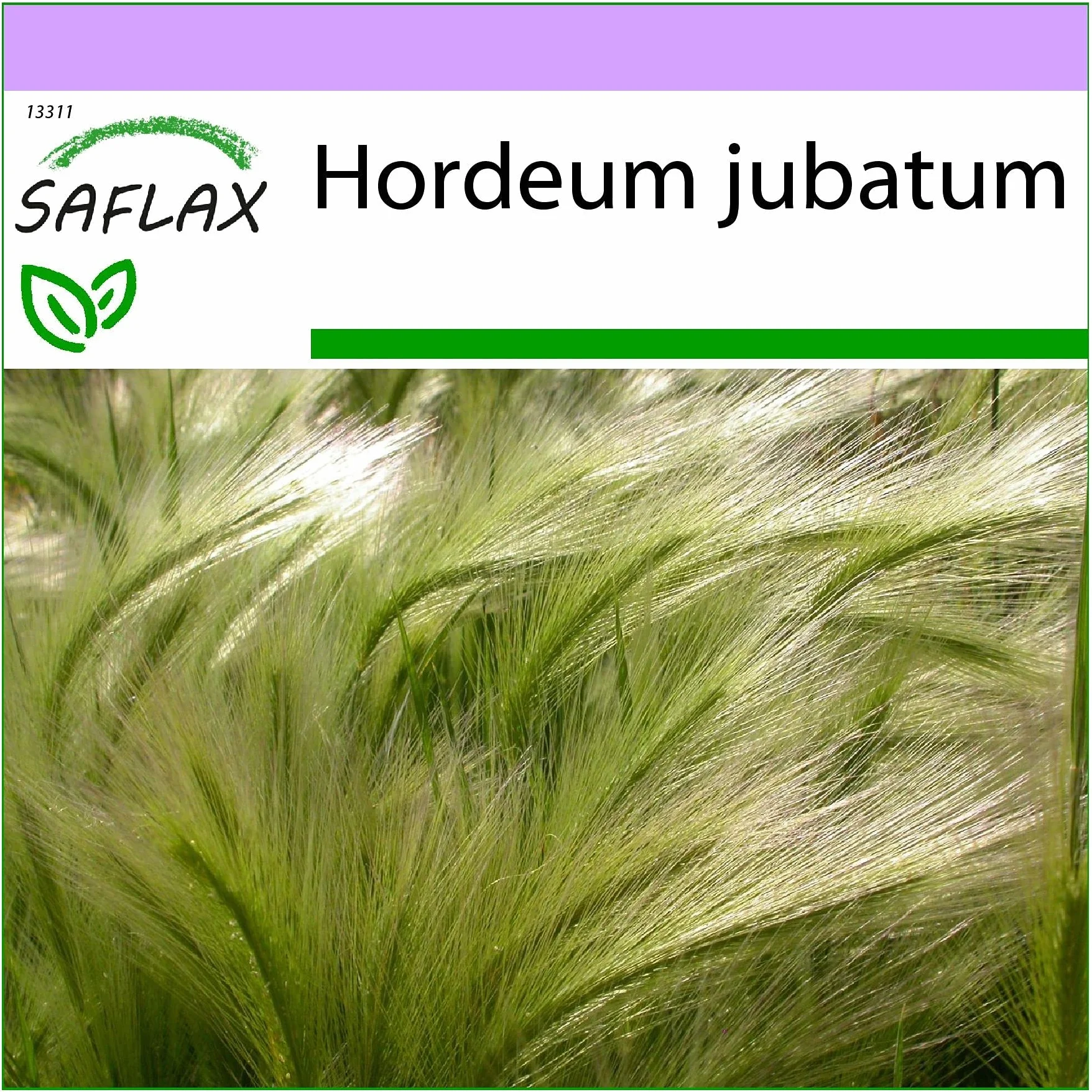 SAFLAX Orge à crinière Hordeum jubatum 70 graines