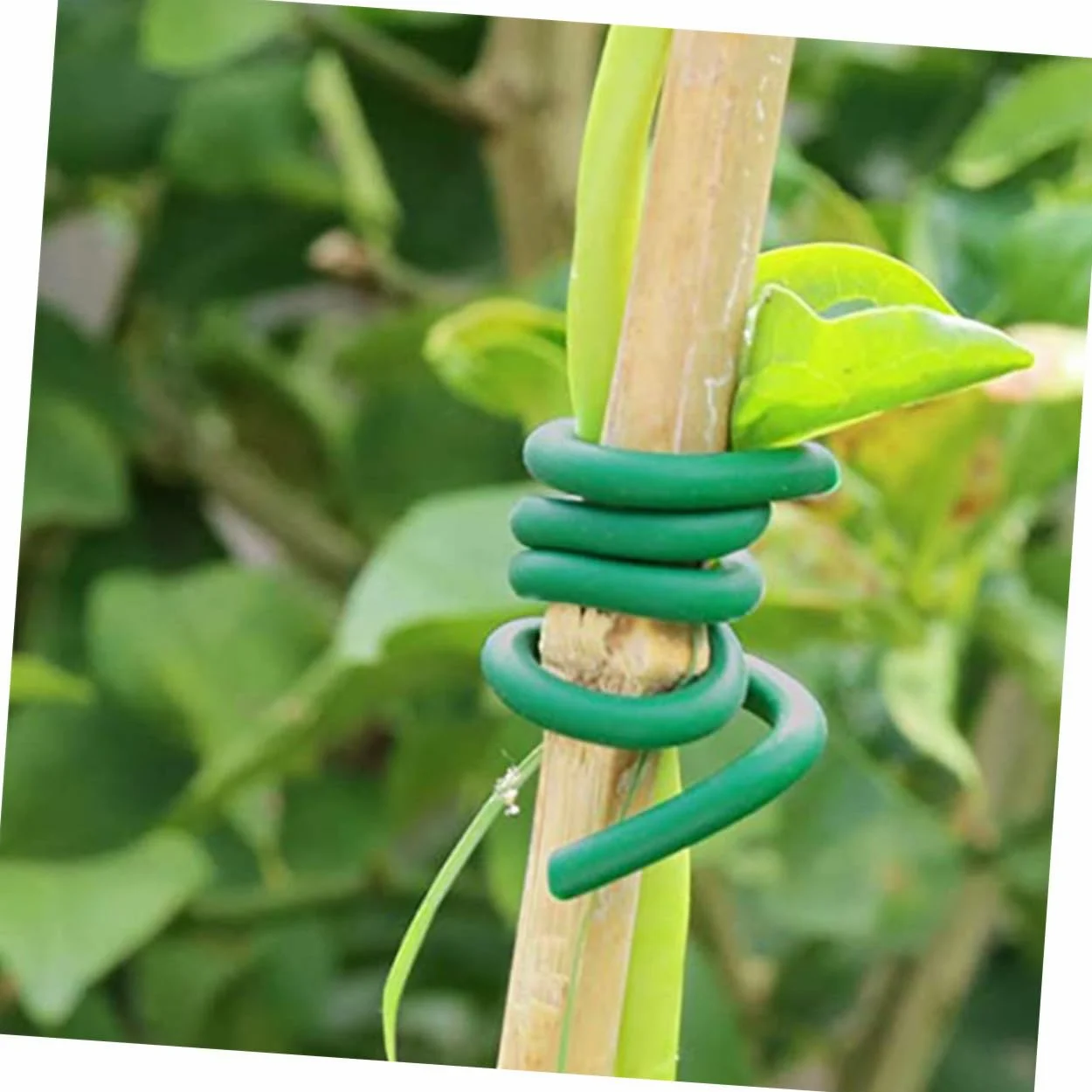 DOITOOL Liens de Fixation Flexibles pour Plantes Grimpantes et Jardinage, 2 Rouleaux 3,5 Mm X 20 M, Attaches Clips Câbles Résistantes en TPR pour Vigne, Arbustes et Treillis Extérieur
