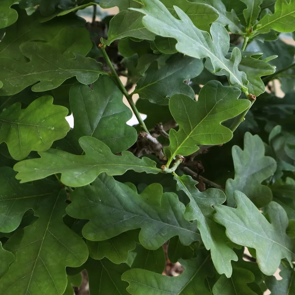 KENTIS Bonsaï Quercus Pubescens Chêne pubescent du Japon Vraies Plantes Décoratives d'Extérieur H 40-45 cm Pot Ø 26 cm