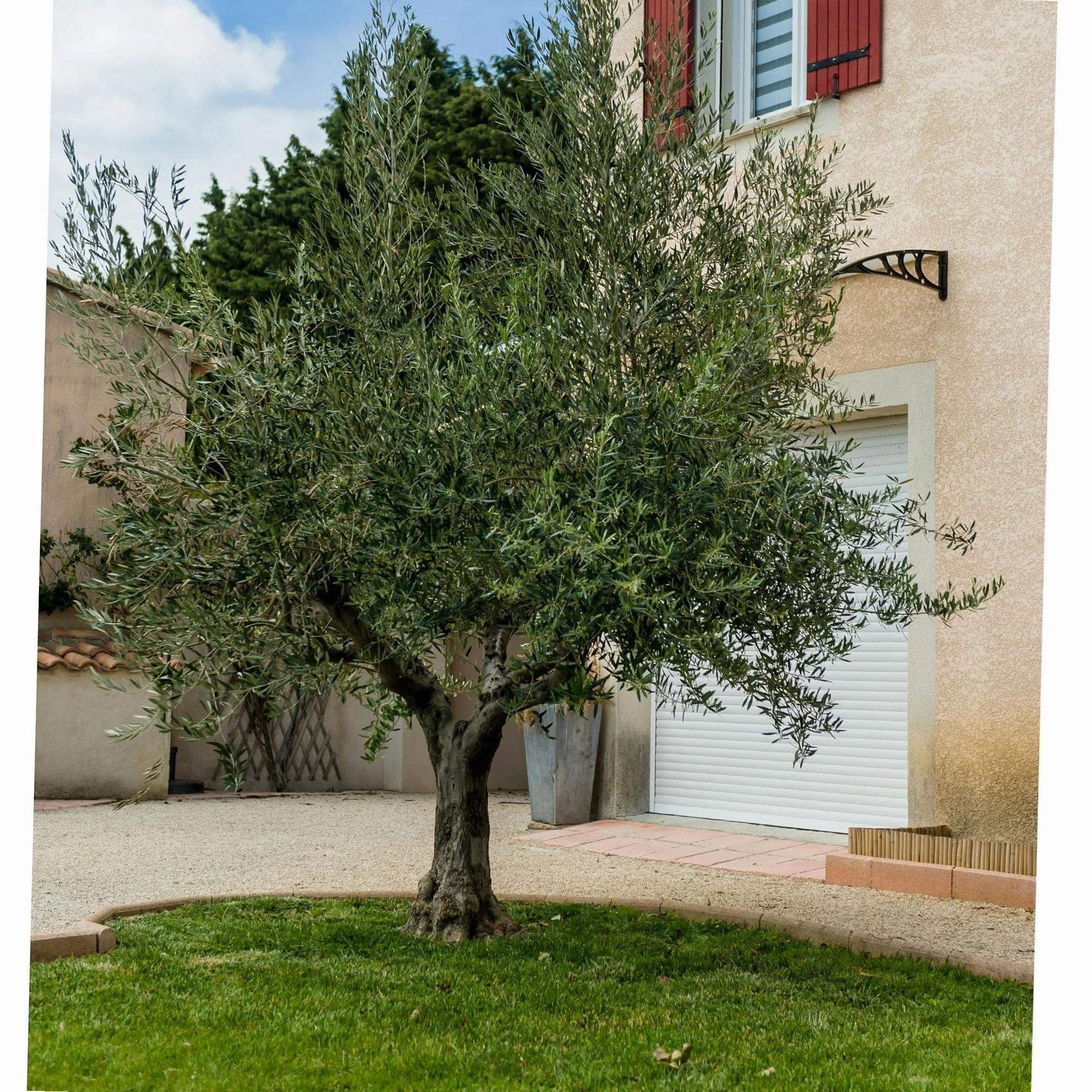 WERKA PRO Filet à Olives 8x8 m 50gr/m2 Vert Bords renforcés Anti UV Œillets Aluminium