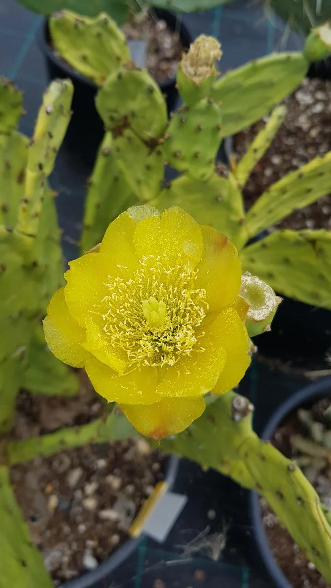 Opuntia engelmannii var. flavispina Cactée Conteneur 2-2.9 litres
