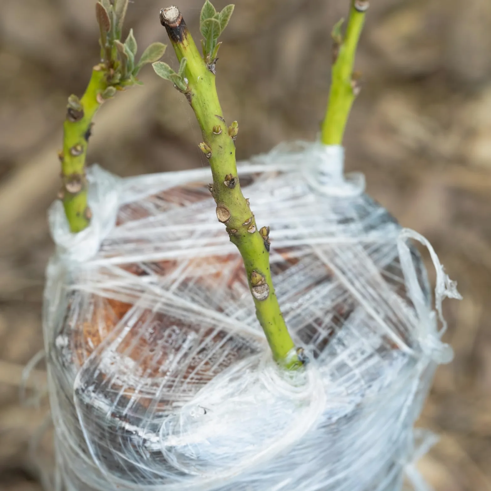 QUARKZMAN 12pcs Ruban de Greffage pour Arbres Fruitiers 1.5CM x 200M 0.3" Dia PE Ruban Élastique de Jardin pour Greffage et Réparation de Plantes Pépinière Film Autoadhésif, Blanc