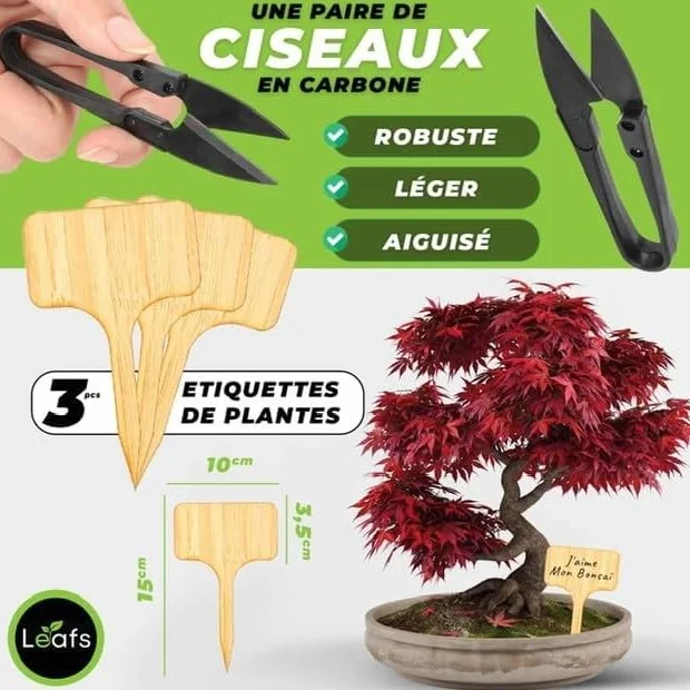 Kit Bonsai Plantation Coffret Cadeau Original Homme Femme Graines Glysines Pin Copalme Plantes Intérieur Extérieur