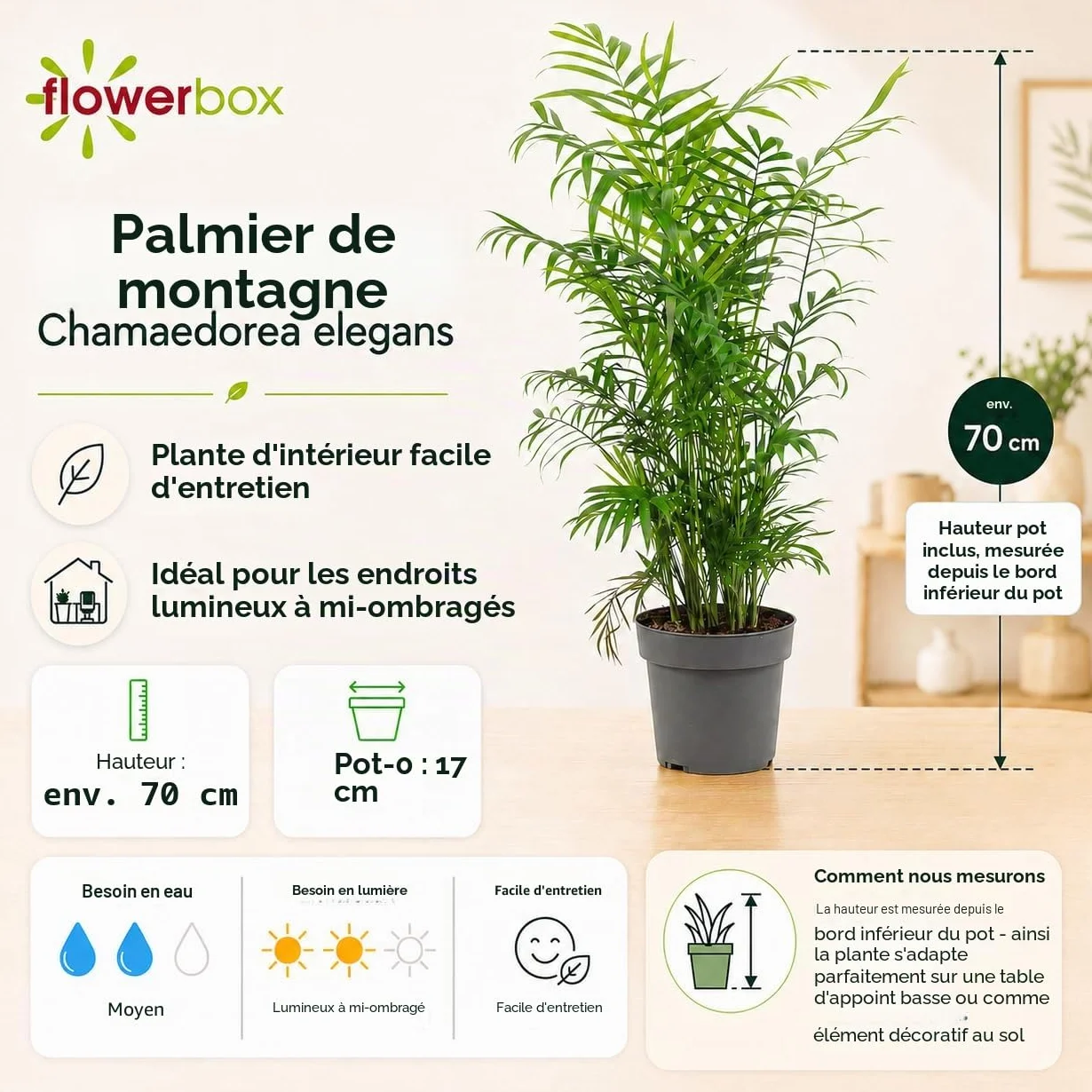 Chamaedorea elegans Palmier de montagne 70 cm pot Ø 17 cm plante intérieur