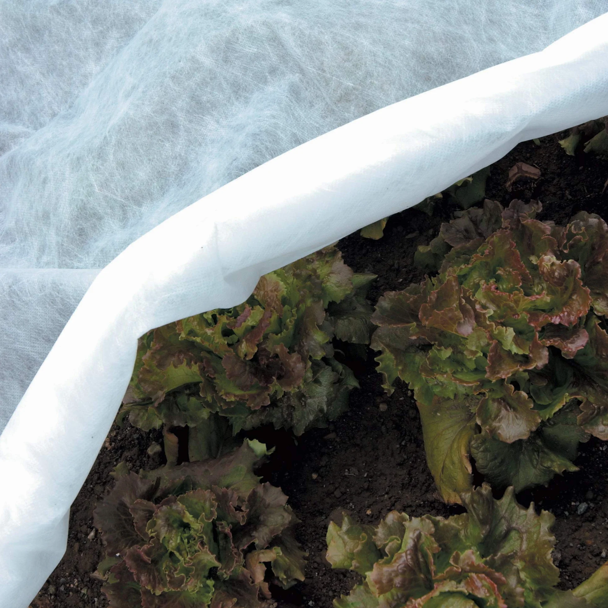 Tenax Ortoclima Plus 2,00x500 m Blanc, Voile d'Hivernage pour Plantes et Cultures, en Tissu Non Tissé 30 g/m², Protège Les Plantes, Fleurs et Légumes du Froid